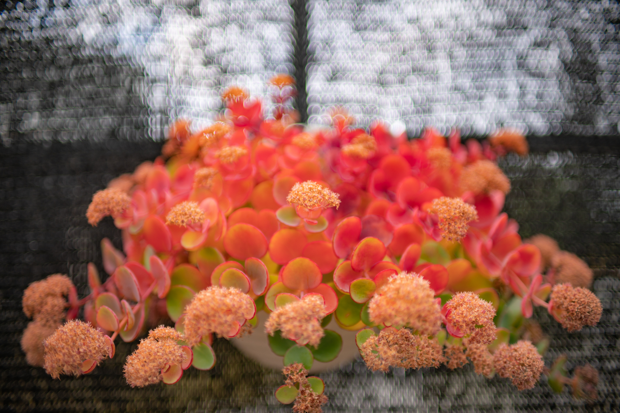 f:id:Paradisia:20211205105141j:plain