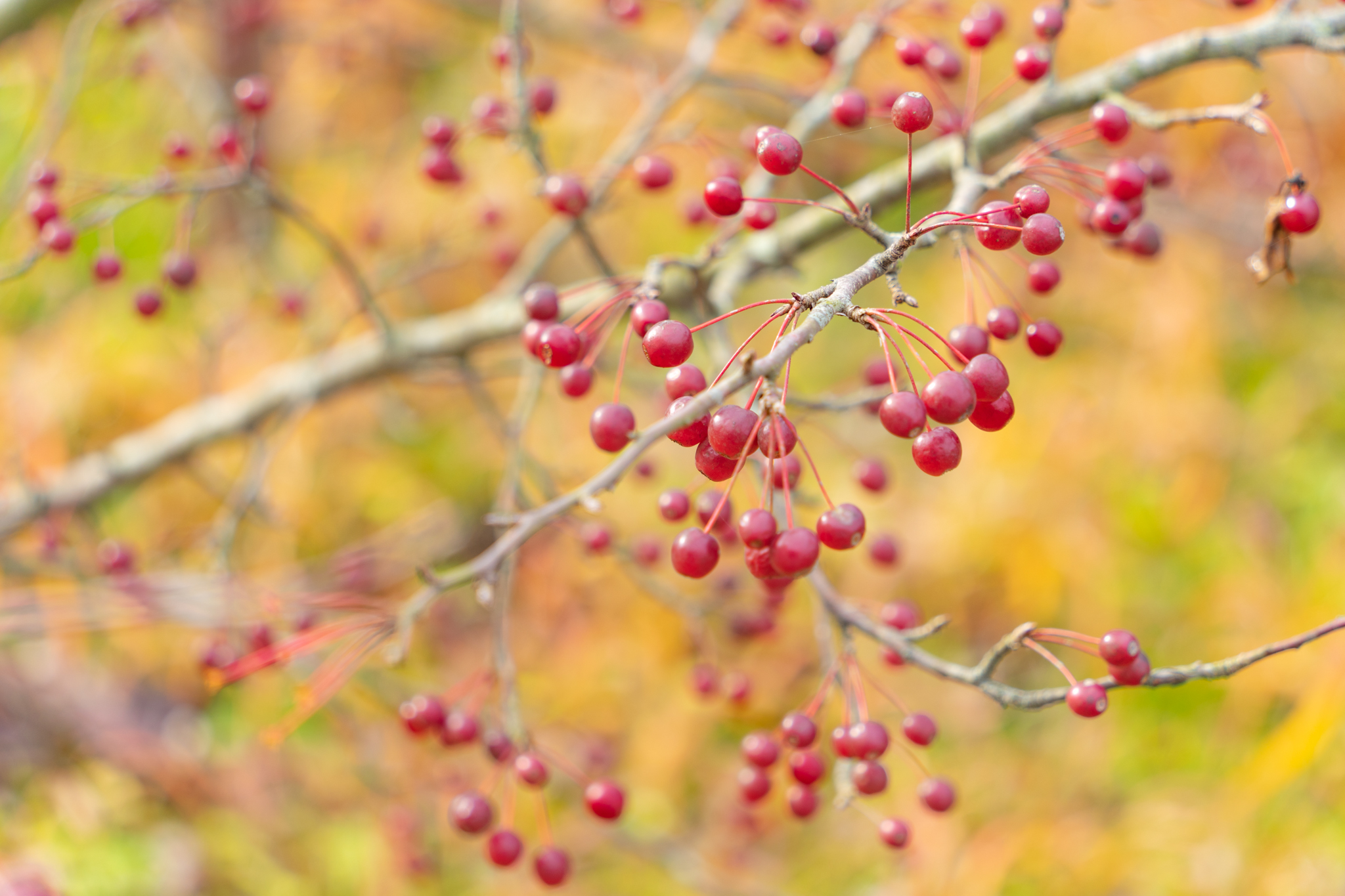 f:id:Paradisia:20211205121742j:plain