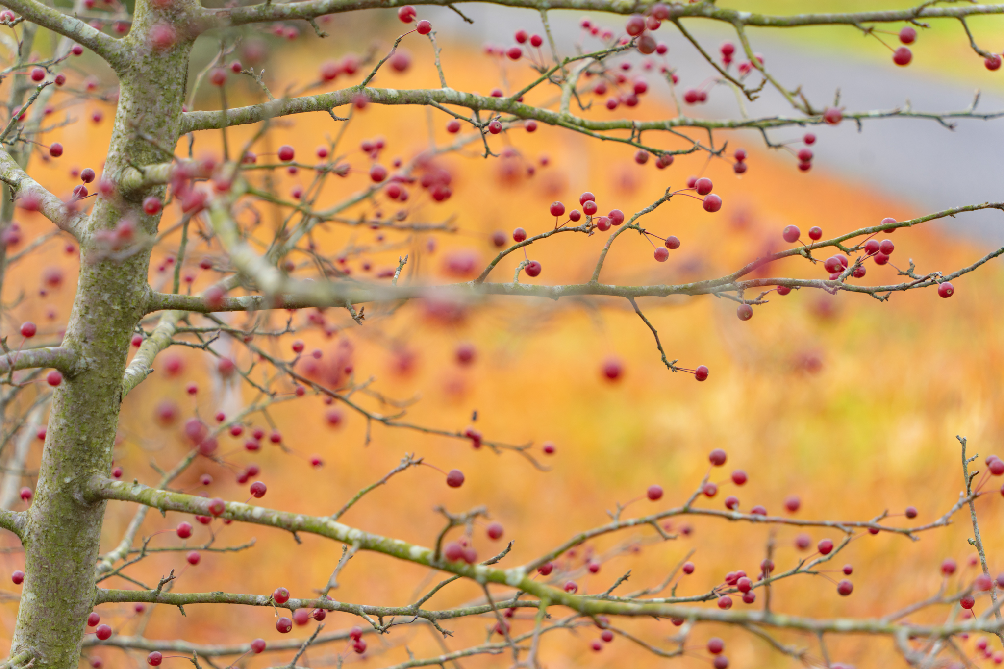 f:id:Paradisia:20211205121800j:plain