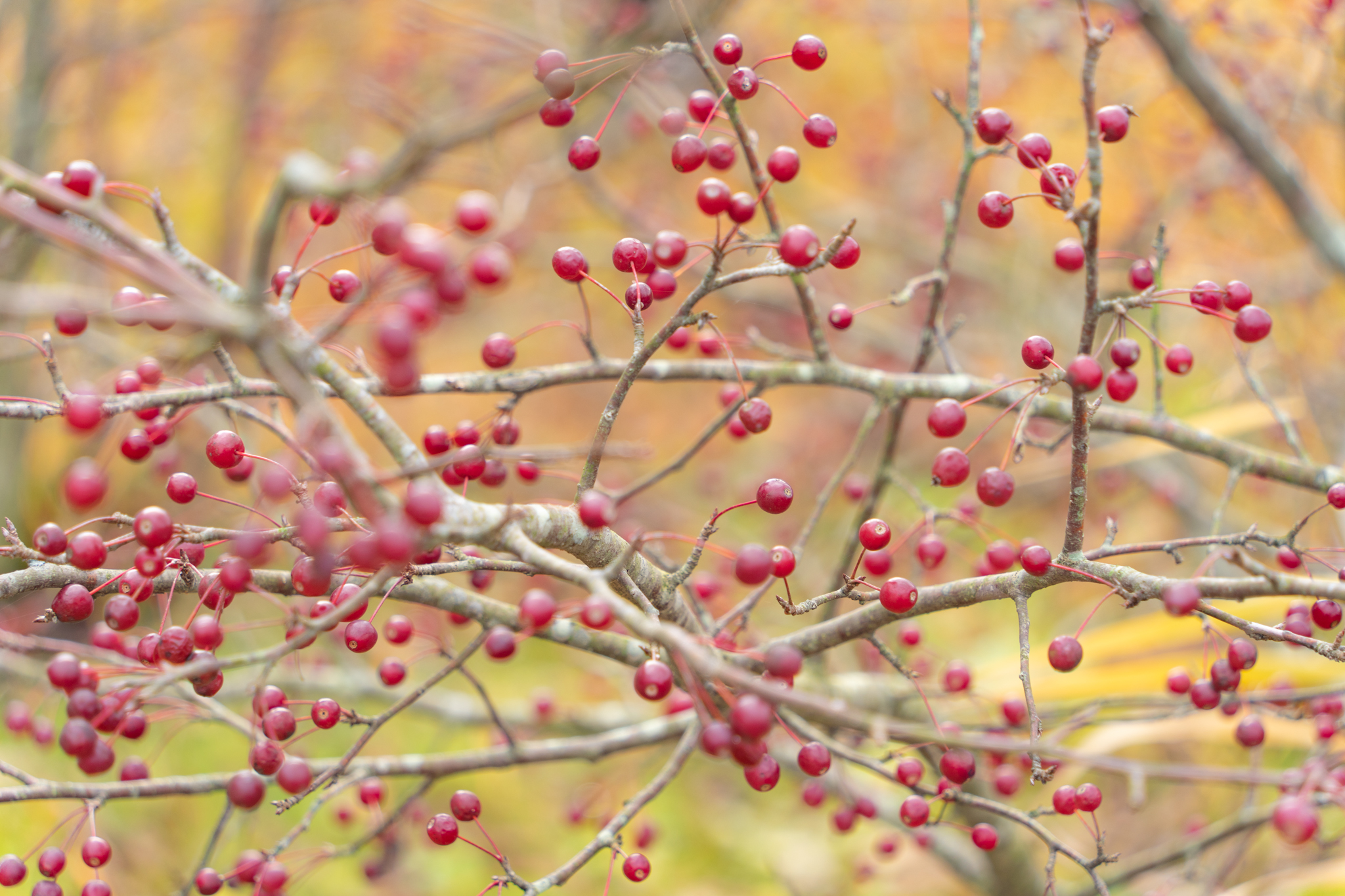 f:id:Paradisia:20211205121816j:plain