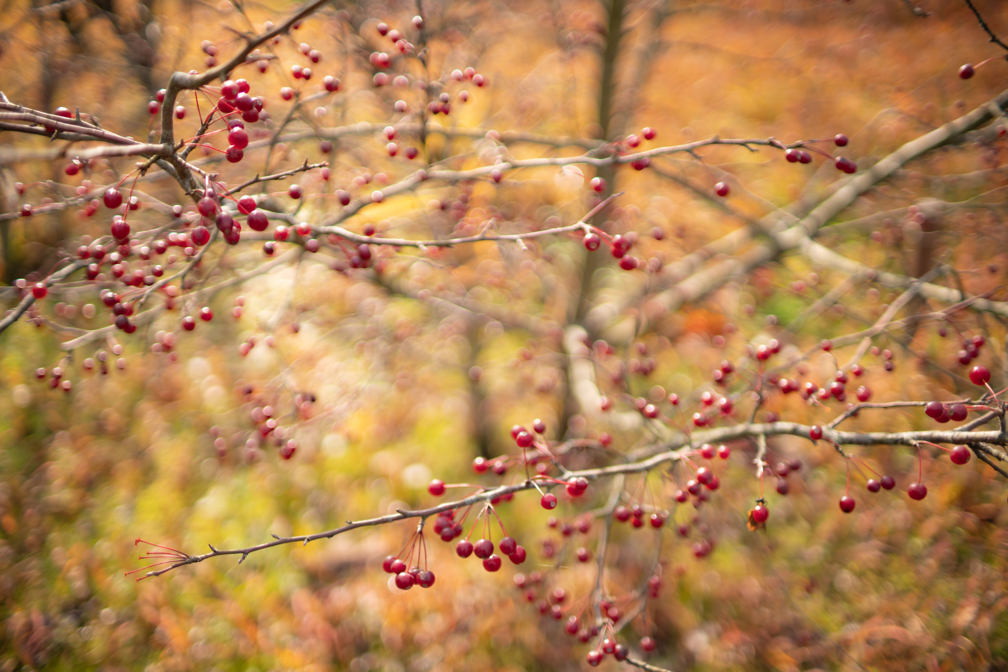 f:id:Paradisia:20211205121828j:plain