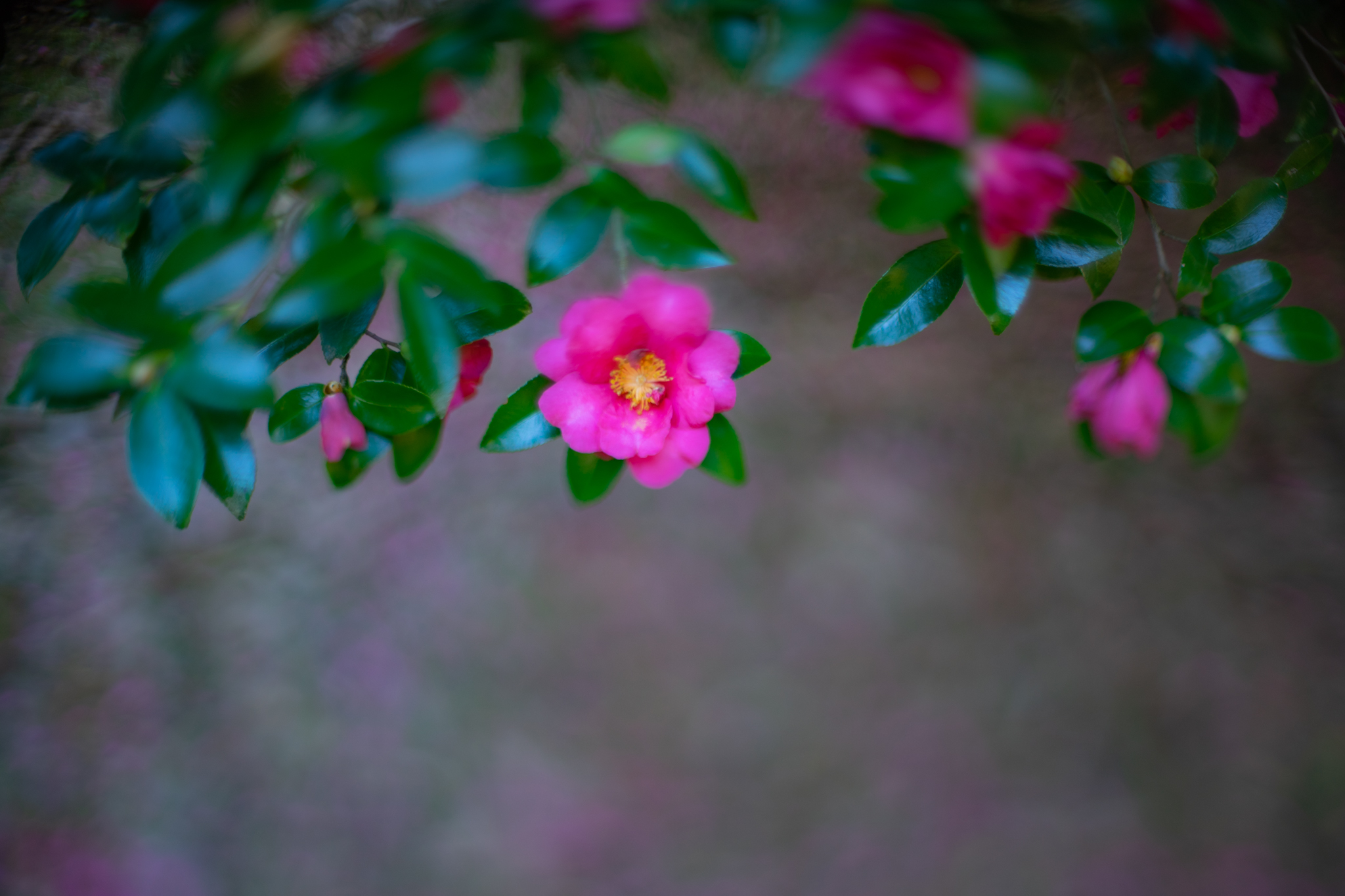 f:id:Paradisia:20211206173848j:plain