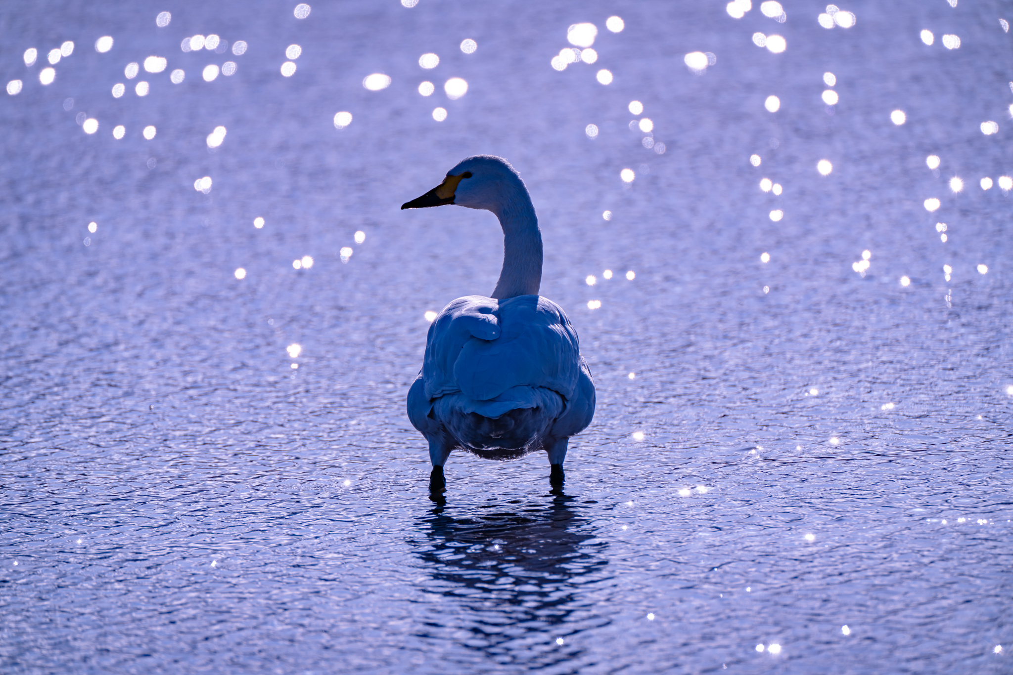 f:id:Paradisia:20211212161409j:plain