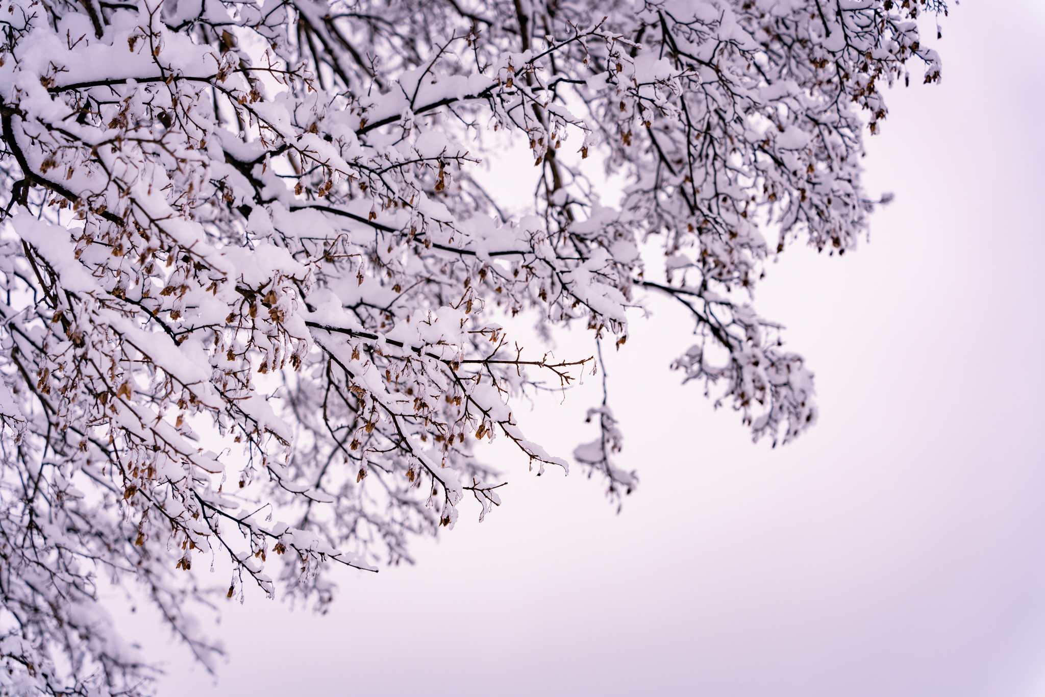 f:id:Paradisia:20211227151849j:plain