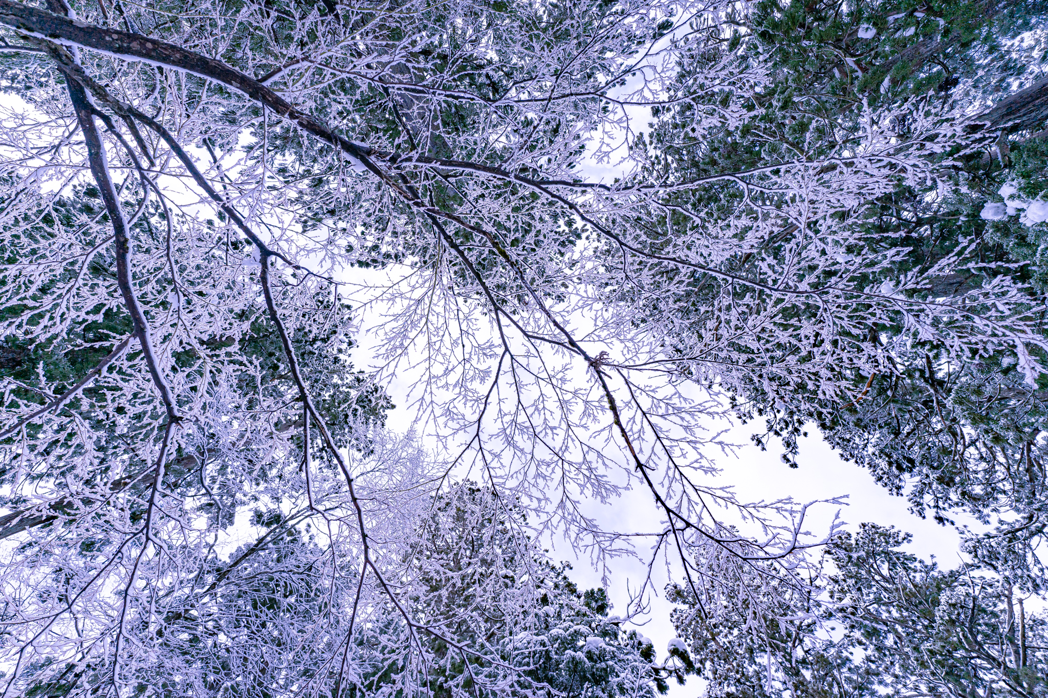 f:id:Paradisia:20220103173232j:plain