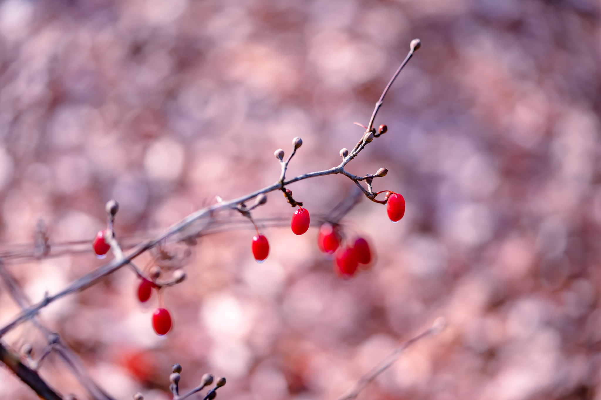 f:id:Paradisia:20220111153541j:plain