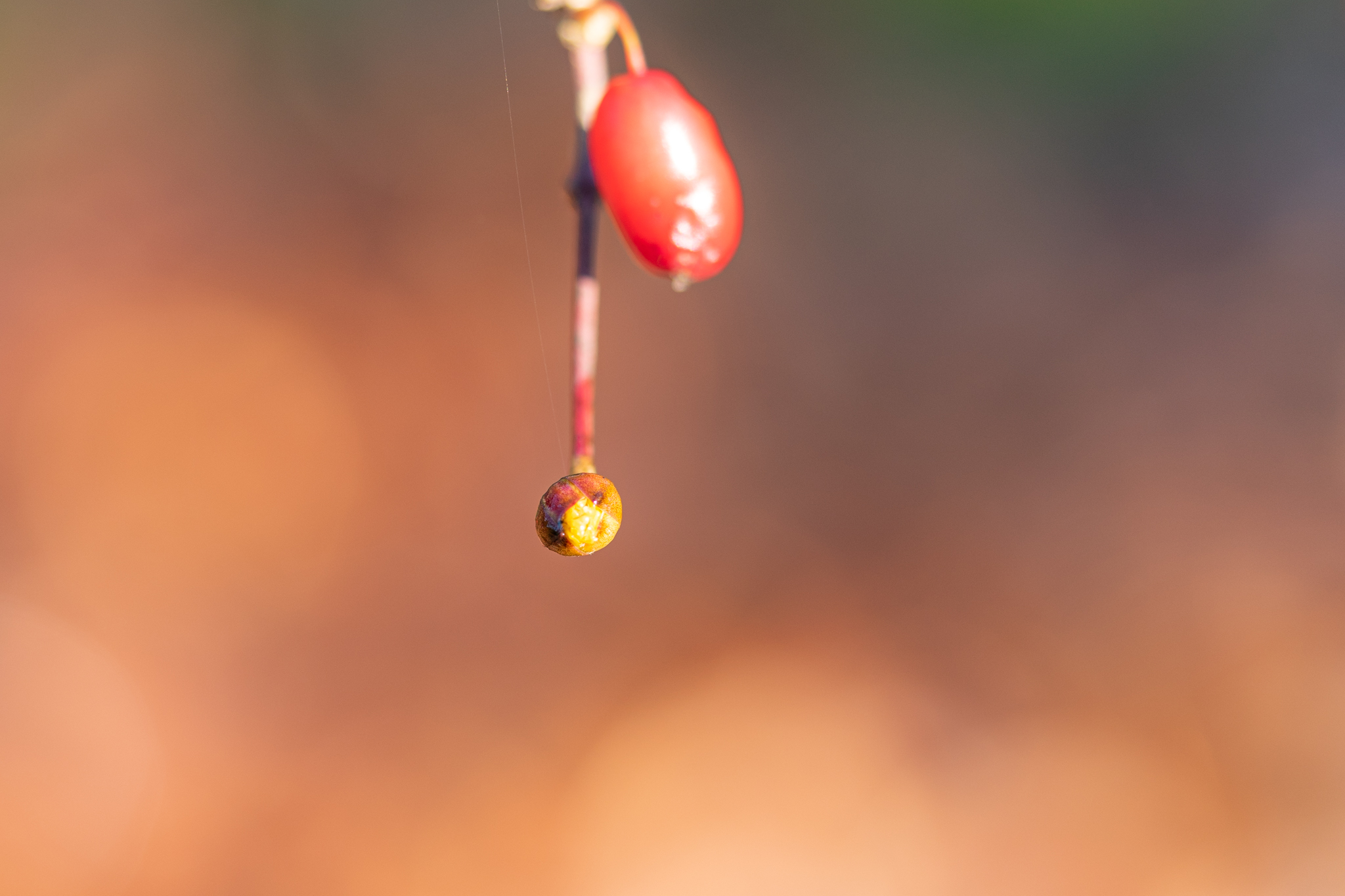 f:id:Paradisia:20220111153910j:plain