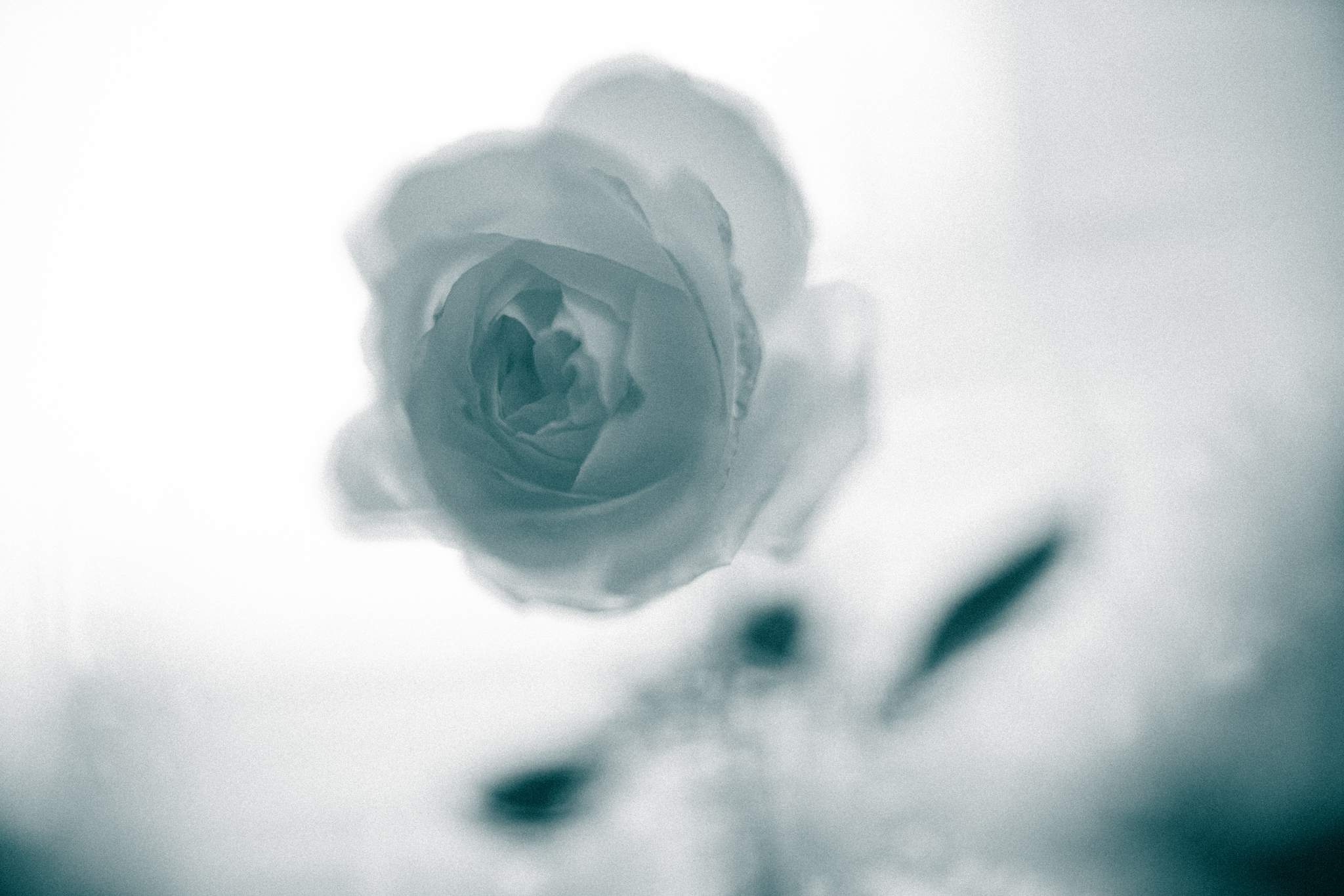 f:id:Paradisia:20220120144450j:plain