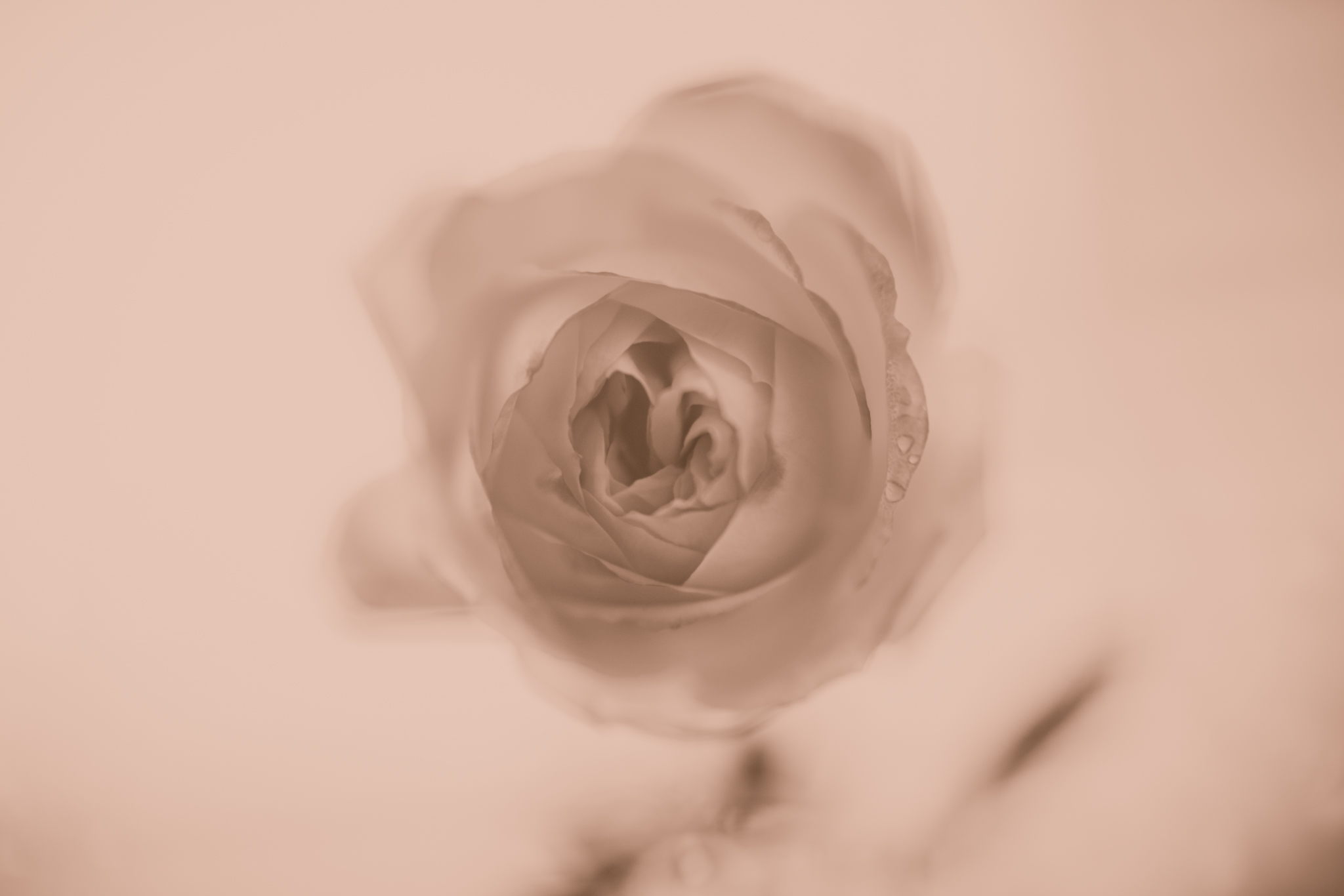 f:id:Paradisia:20220120144804j:plain