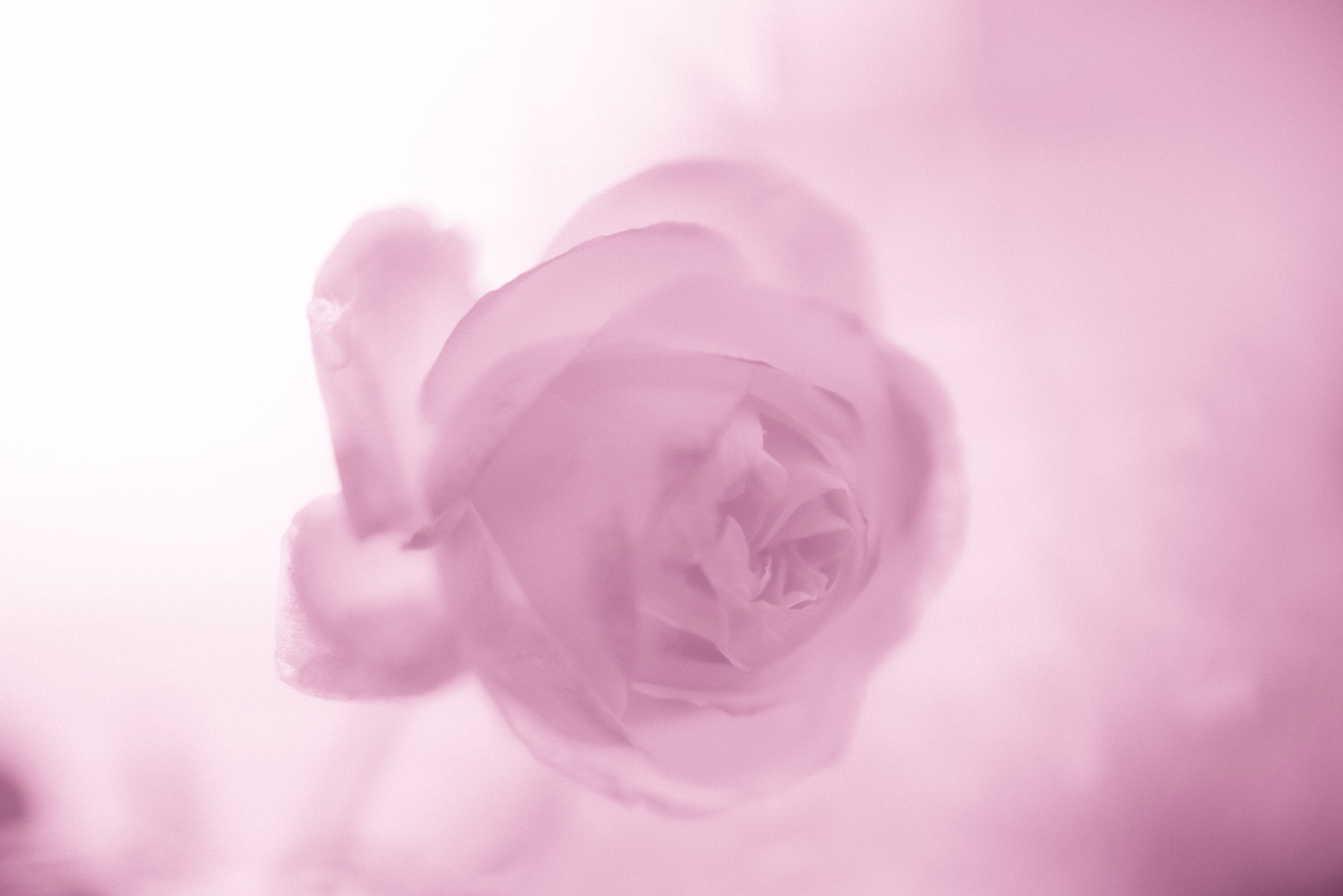 f:id:Paradisia:20220120145348j:plain