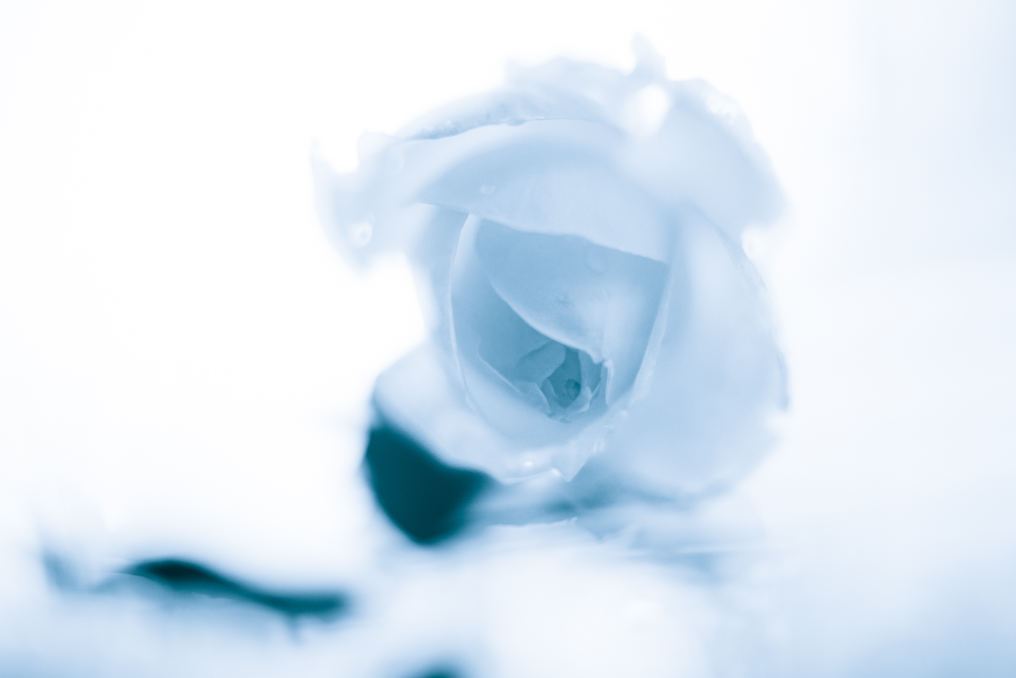 f:id:Paradisia:20220120150209j:plain