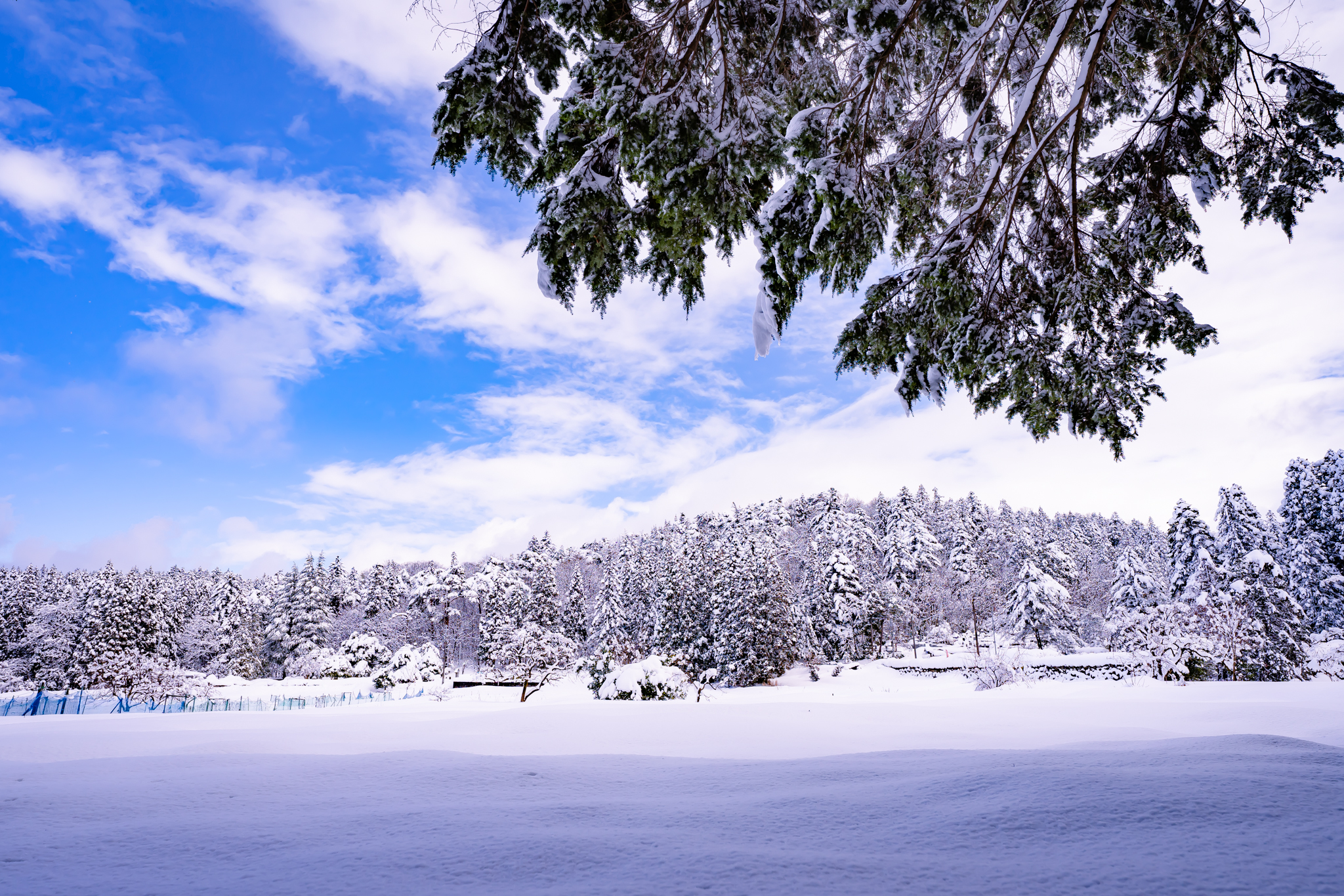 f:id:Paradisia:20220121162314j:plain