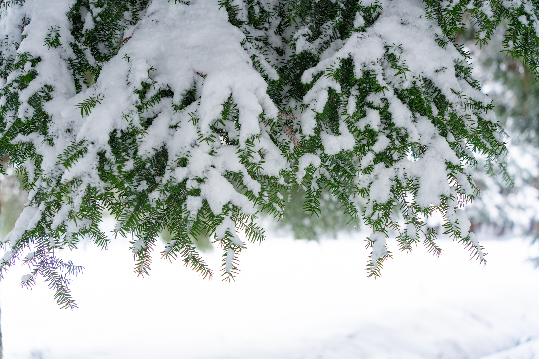 f:id:Paradisia:20220121162844j:plain