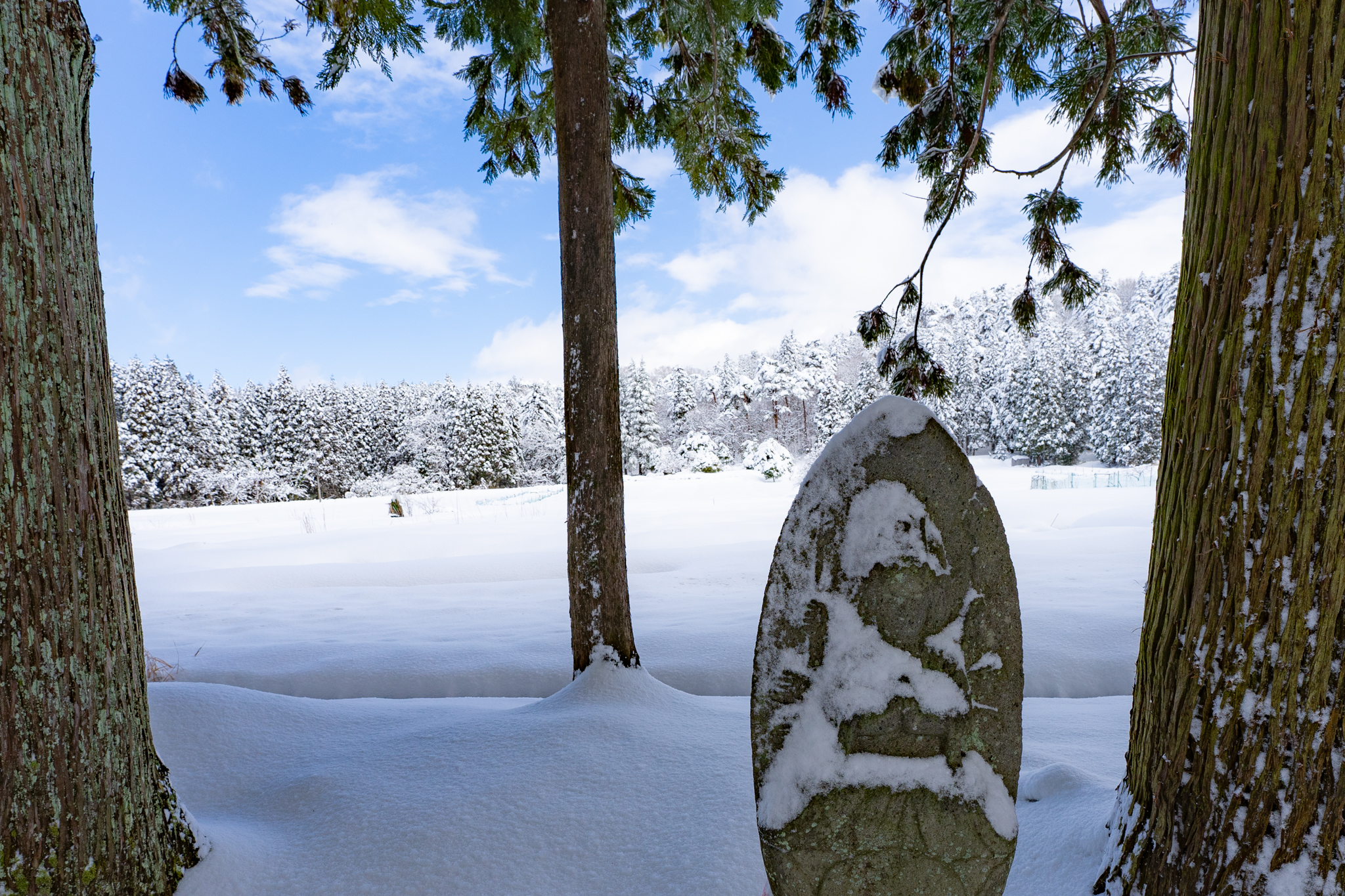 f:id:Paradisia:20220121170755j:plain