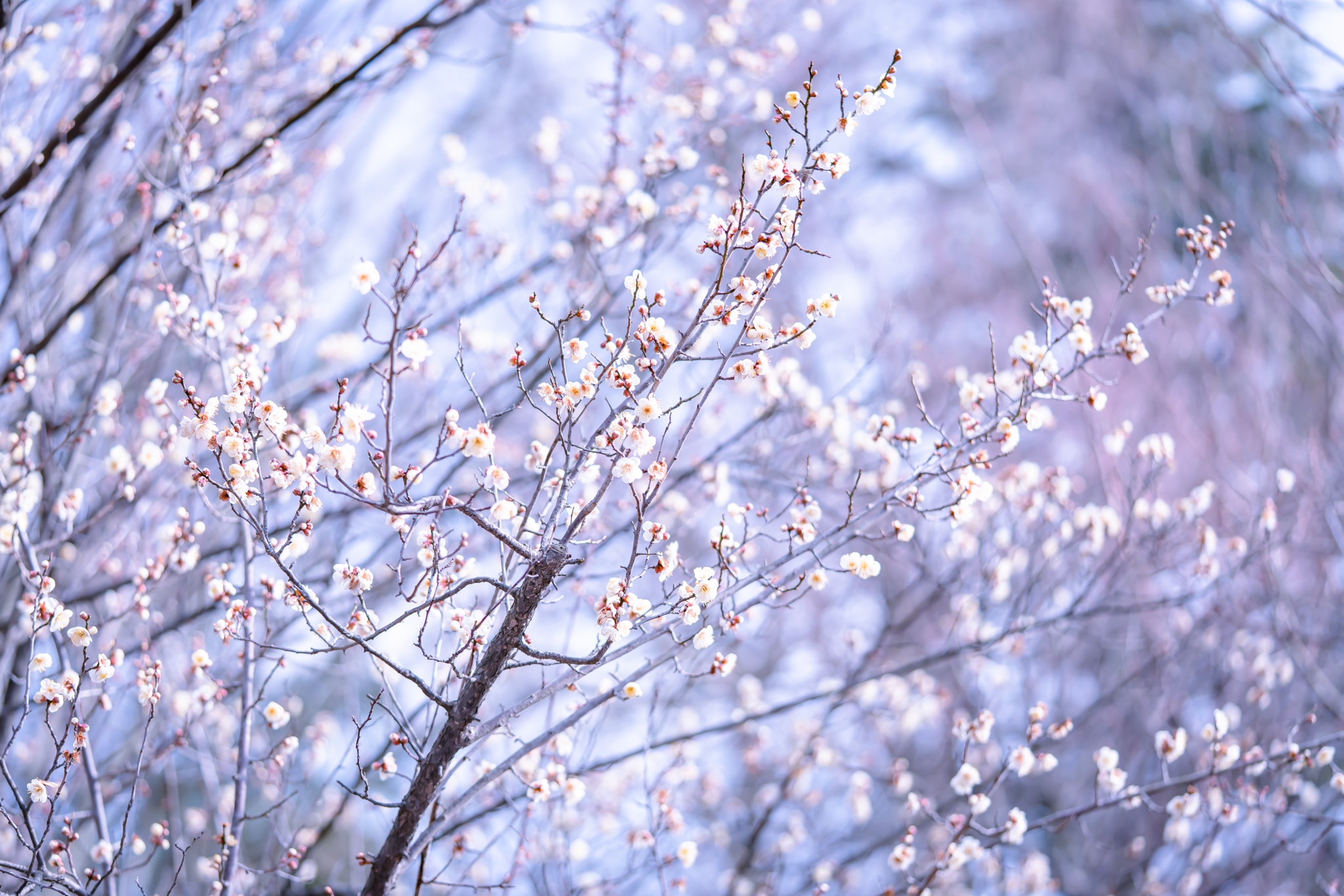 f:id:Paradisia:20220127114416j:plain