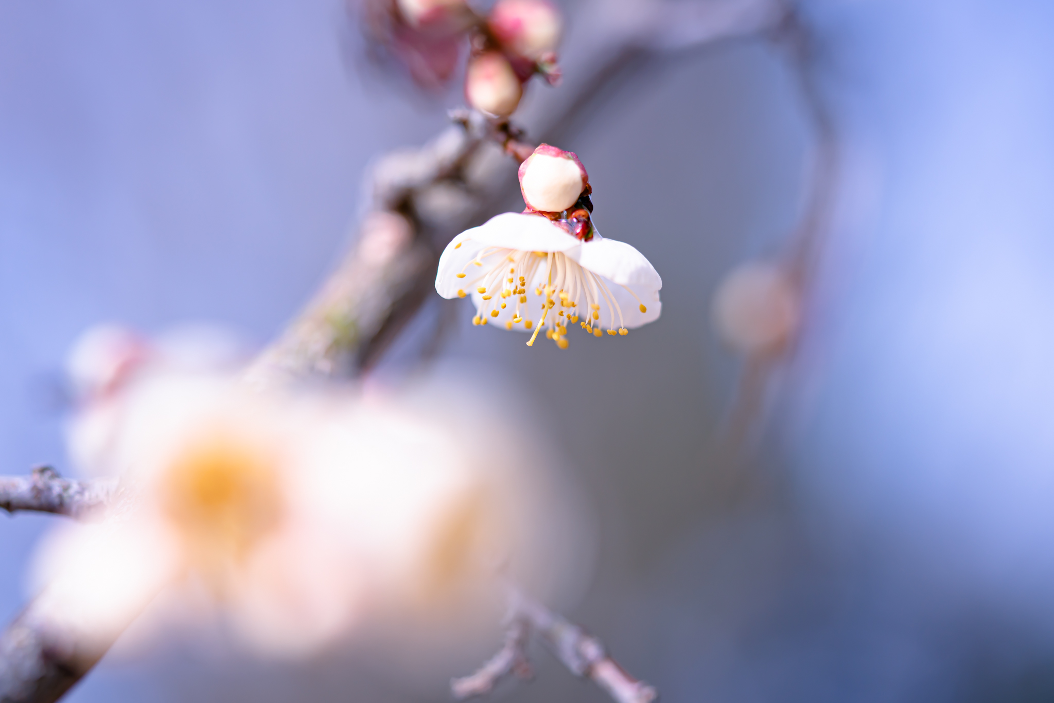 f:id:Paradisia:20220127114448j:plain