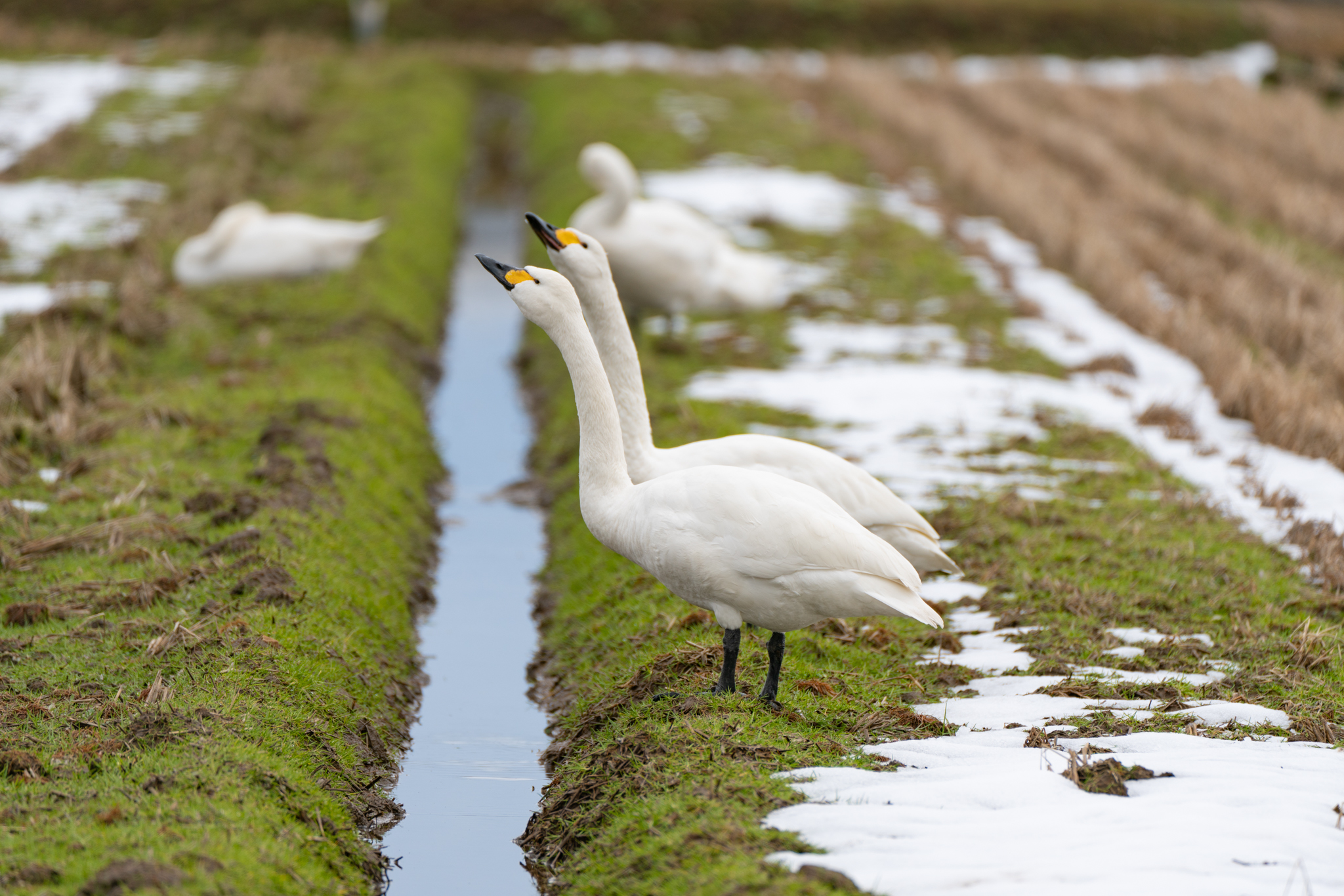 f:id:Paradisia:20220130151515j:plain
