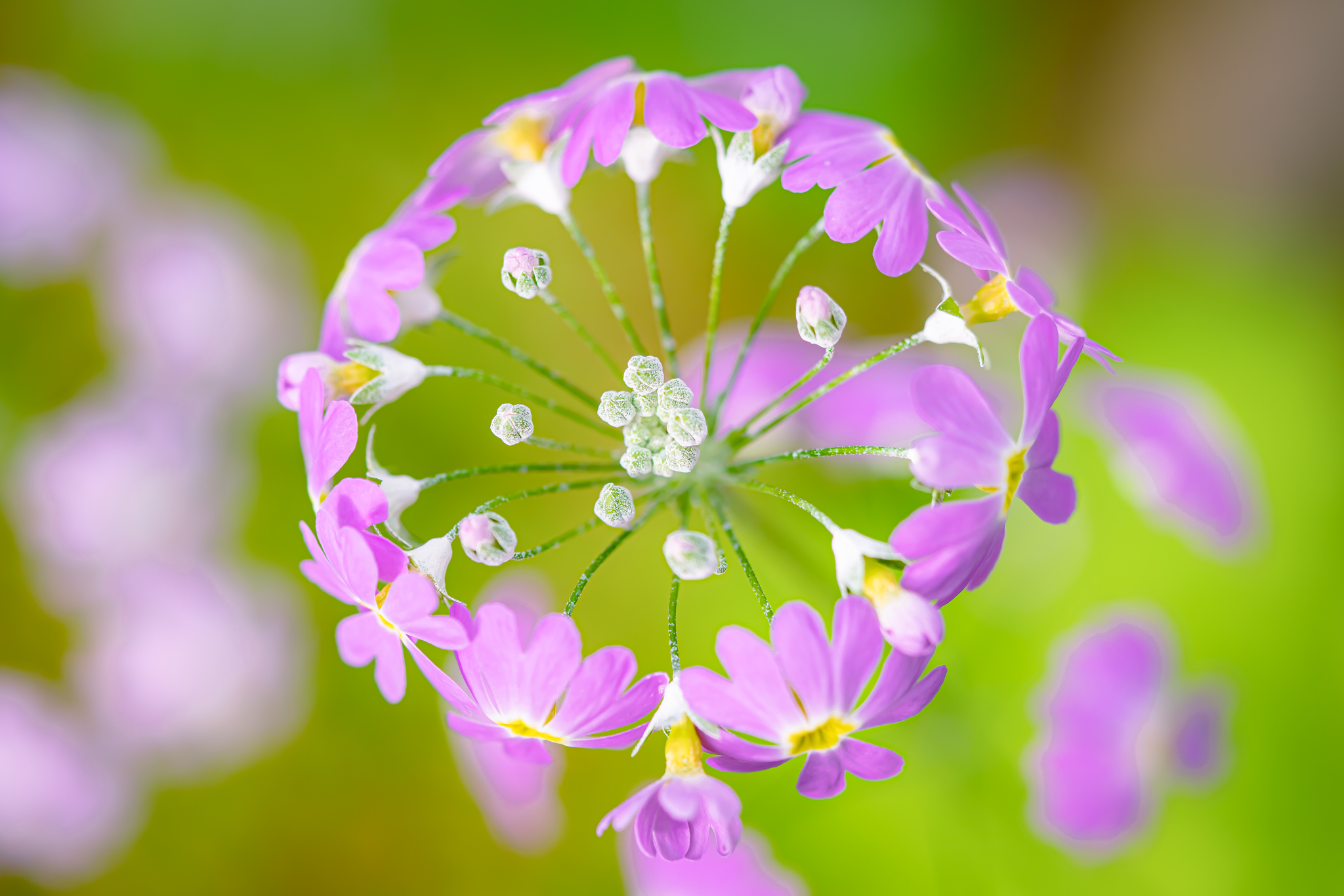 冬花 可憐に冬の庭を彩る！冬に咲く花23選｜育て方や管理のポイントは