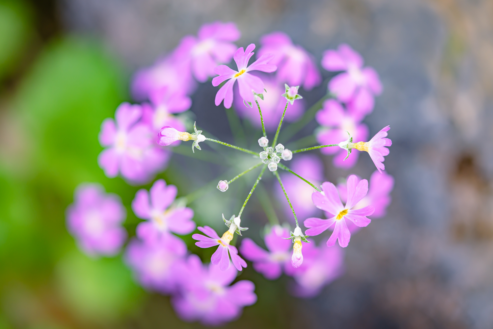 f:id:Paradisia:20220204122208j:plain