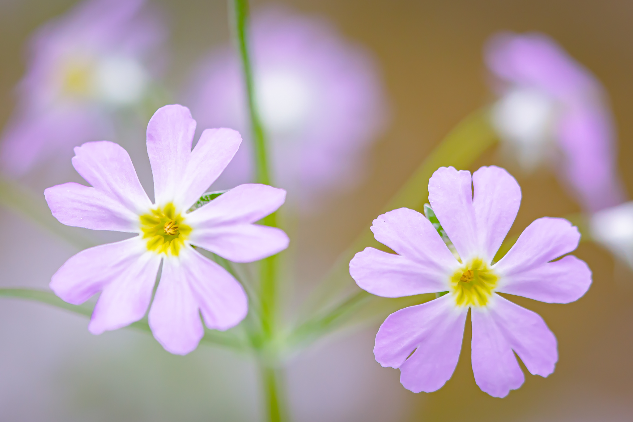 冬の花花火：ケショウザクラ - 光と風と薔薇と