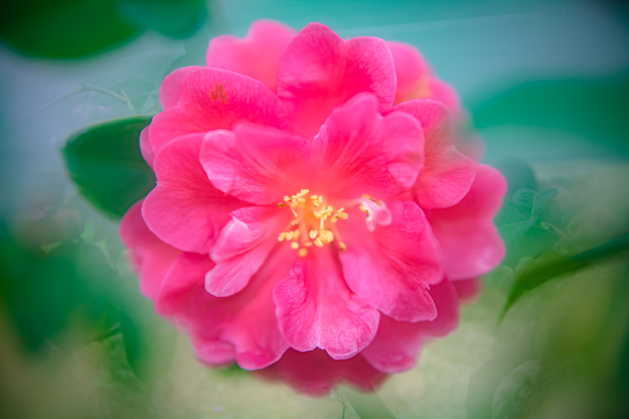 f:id:Paradisia:20220204165110j:plain