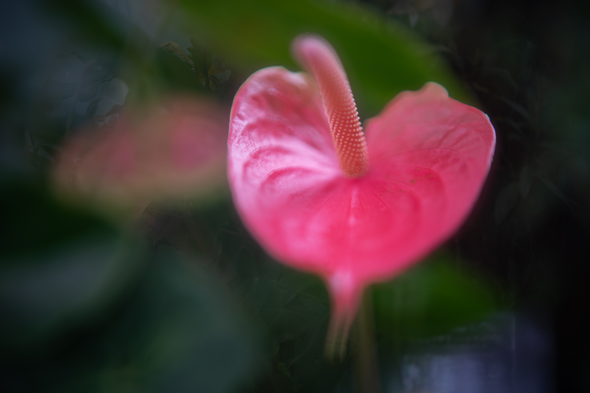 f:id:Paradisia:20220223133125j:plain