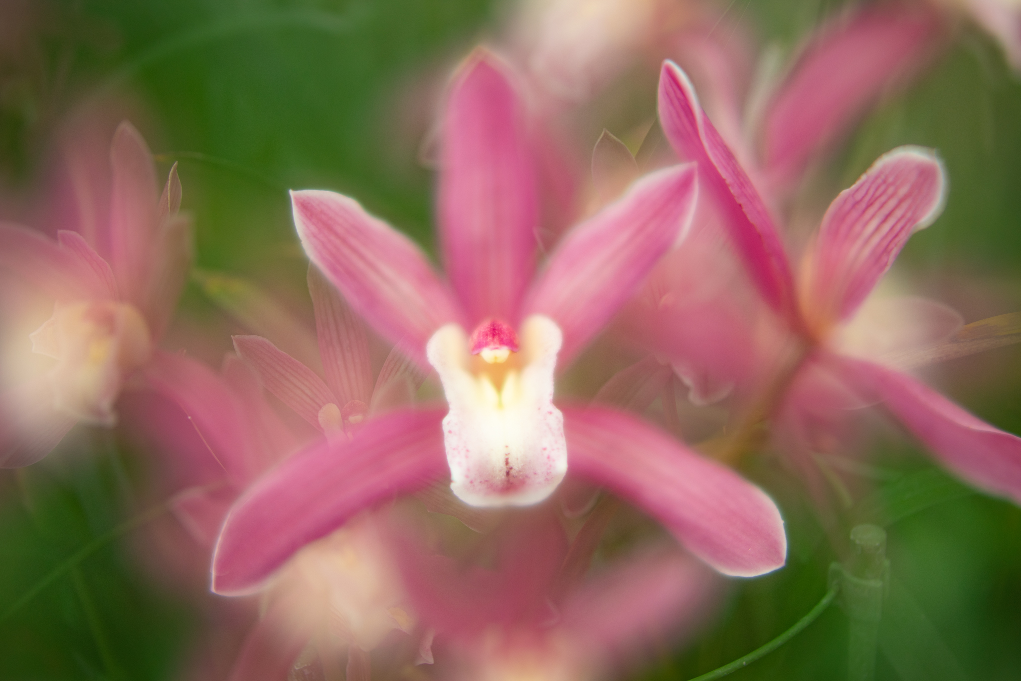 ジャガーもいる熱帯雨林植物室 光と風と薔薇と ジャガーもいる熱帯雨林植物室 光と風と薔薇と