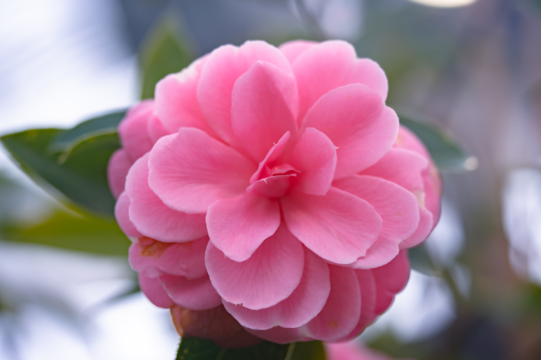 f:id:Paradisia:20220223134921j:plain