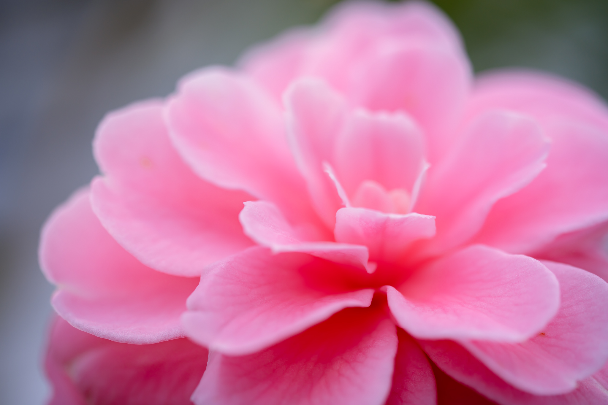 f:id:Paradisia:20220223135039j:plain