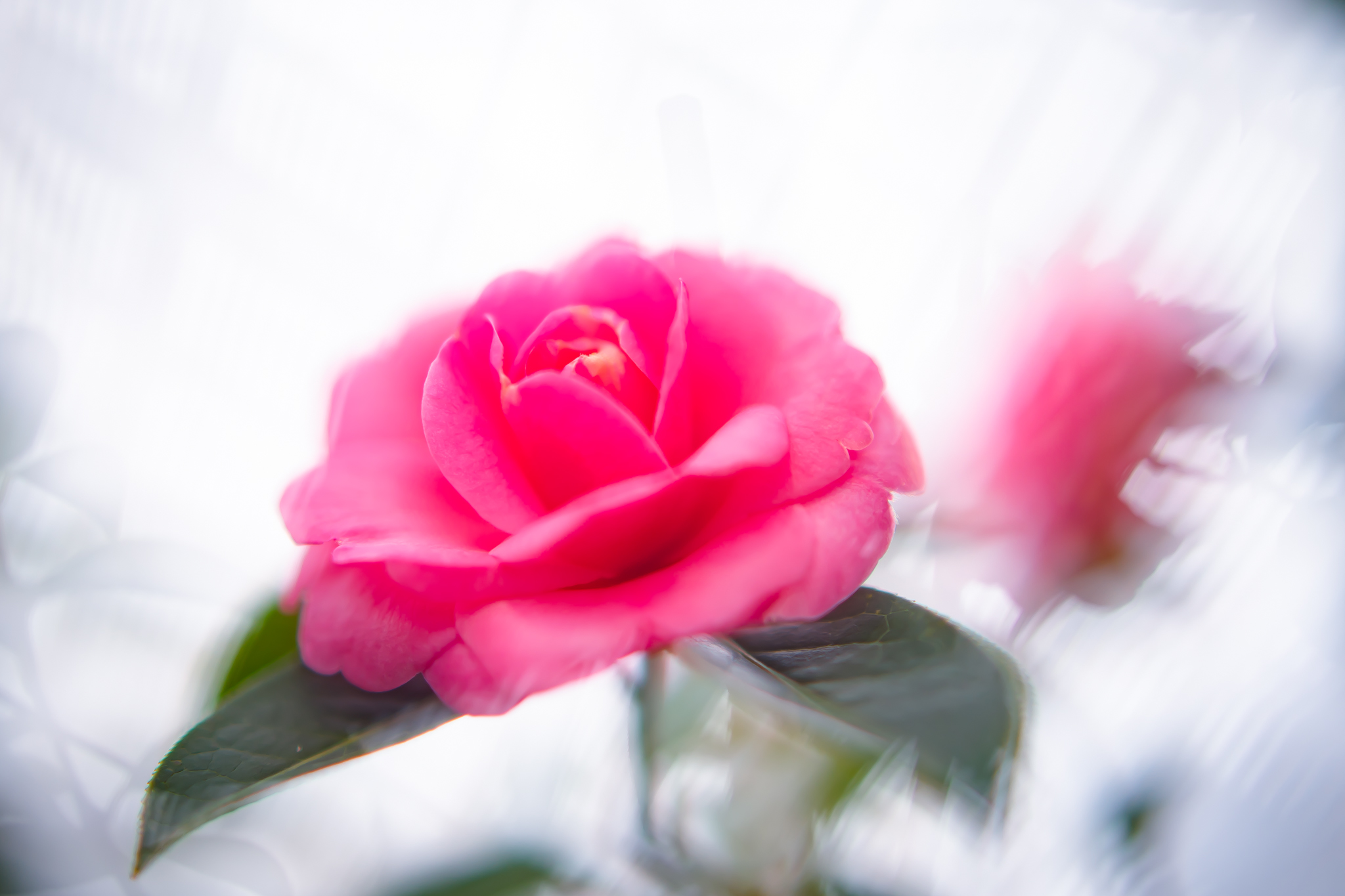 f:id:Paradisia:20220223135715j:plain