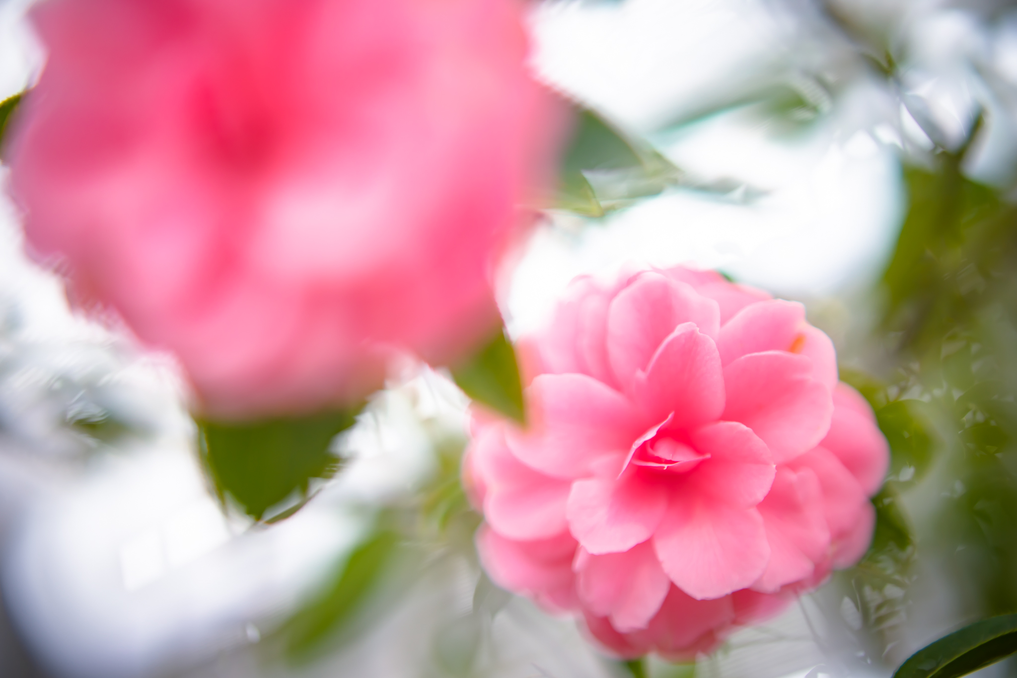 f:id:Paradisia:20220223135730j:plain