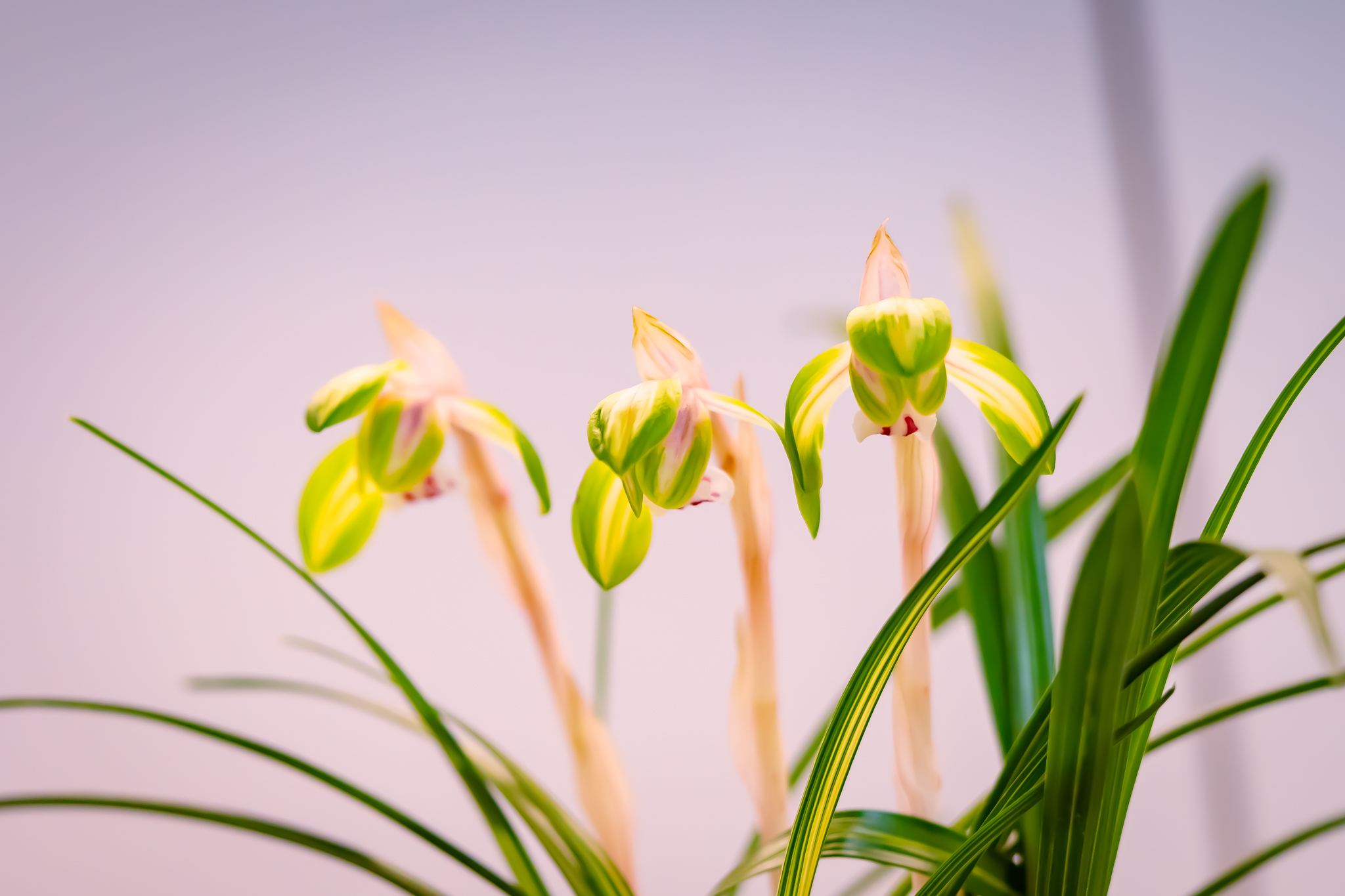 f:id:Paradisia:20220305174148j:plain