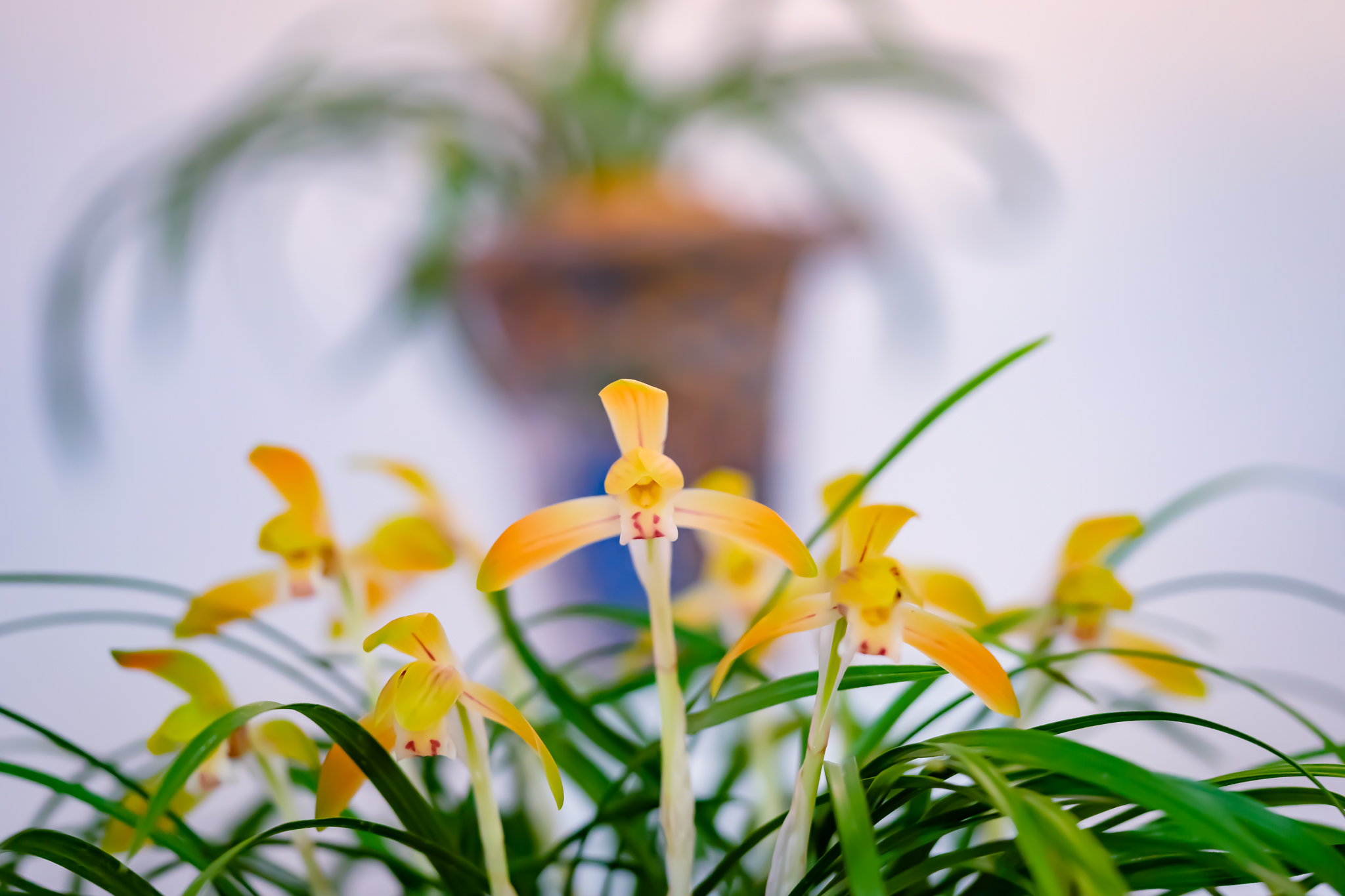 f:id:Paradisia:20220305174249j:plain