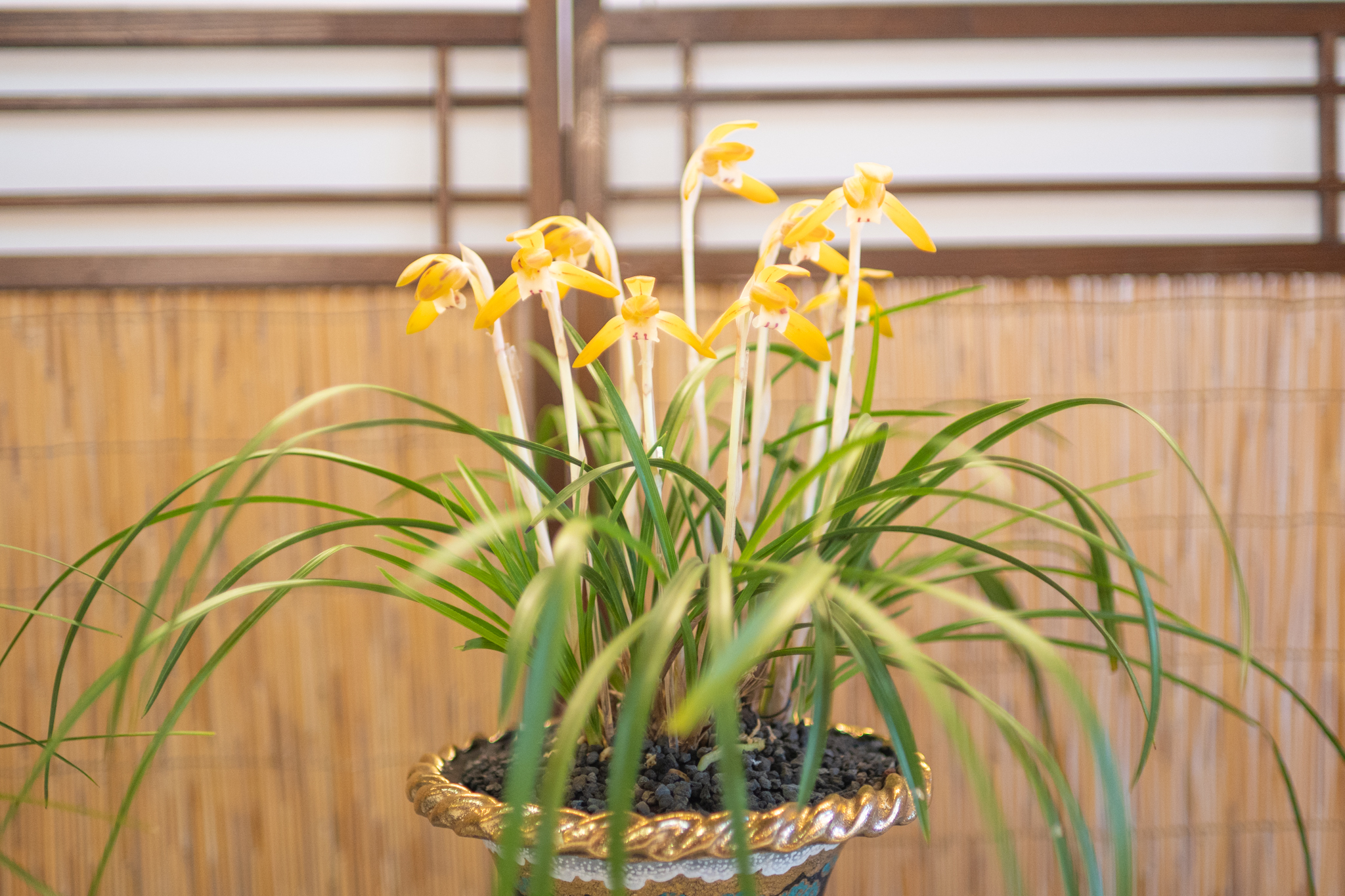 f:id:Paradisia:20220305174600j:plain