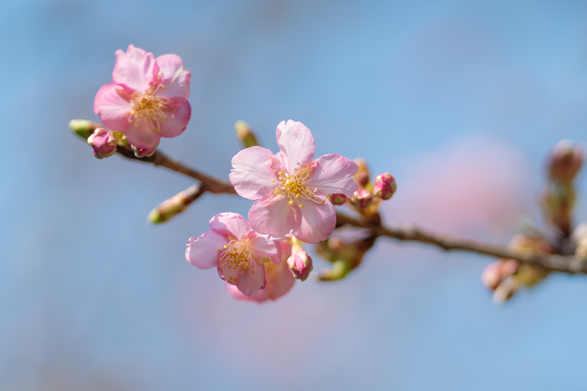 f:id:Paradisia:20220312152343j:plain