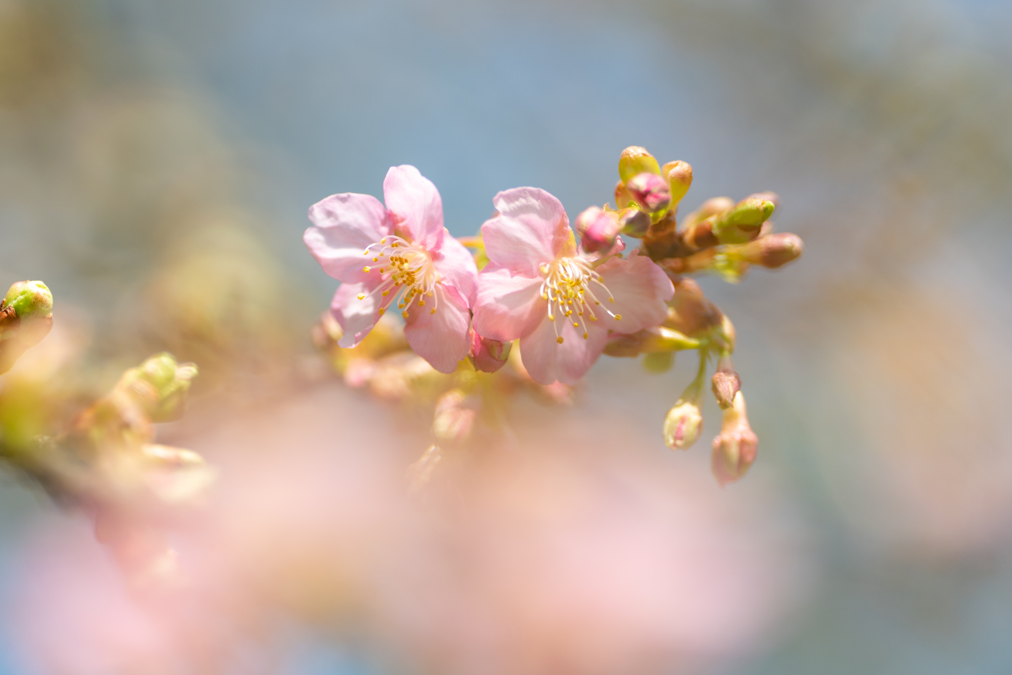 f:id:Paradisia:20220312152412j:plain