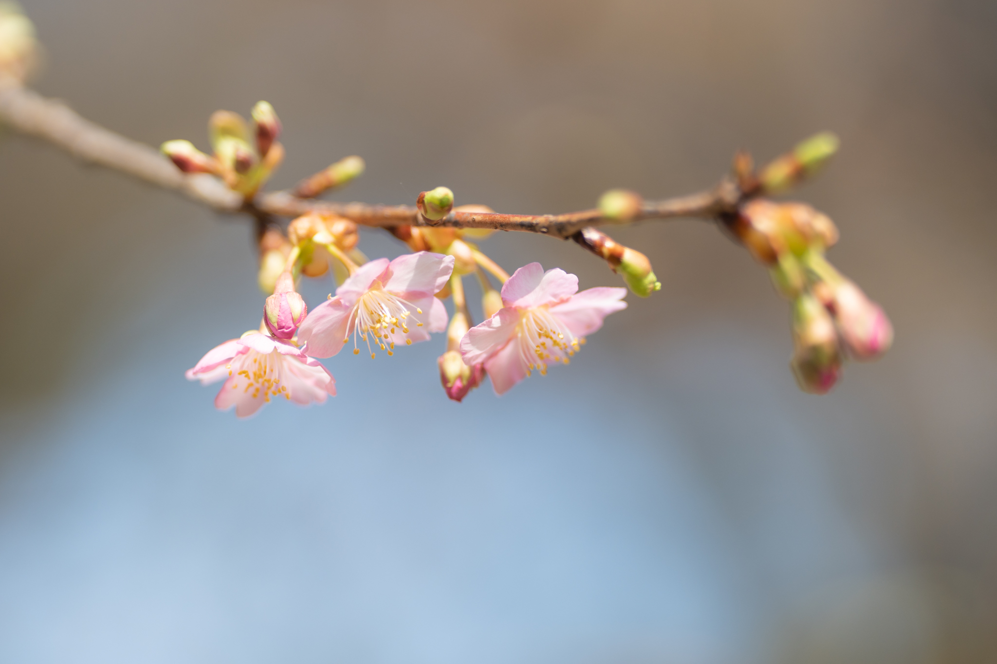 f:id:Paradisia:20220312152440j:plain