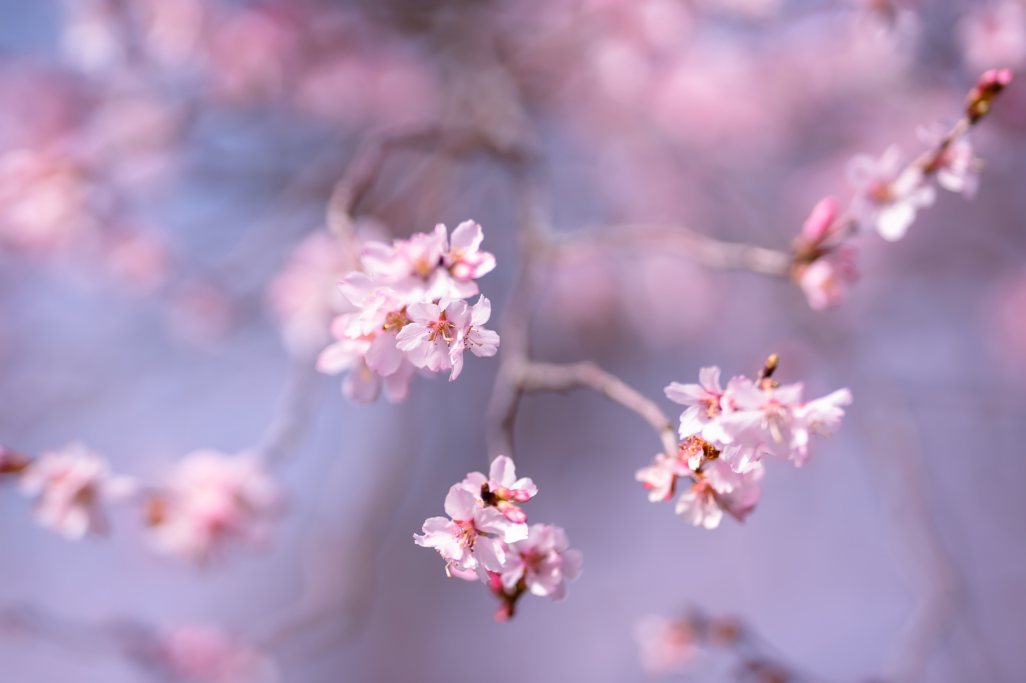 f:id:Paradisia:20220316160249j:plain