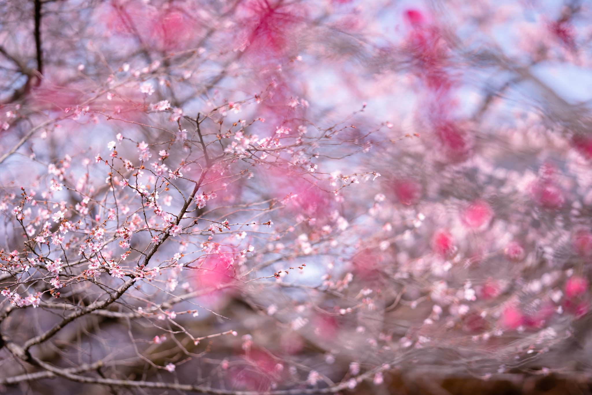 f:id:Paradisia:20220316160545j:plain