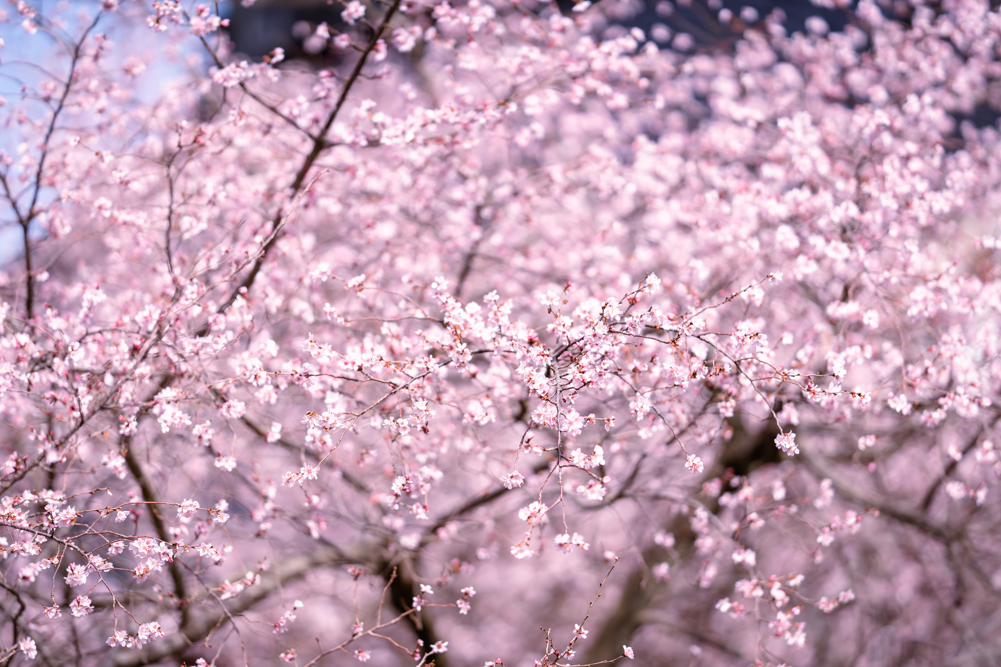 f:id:Paradisia:20220316161456j:plain