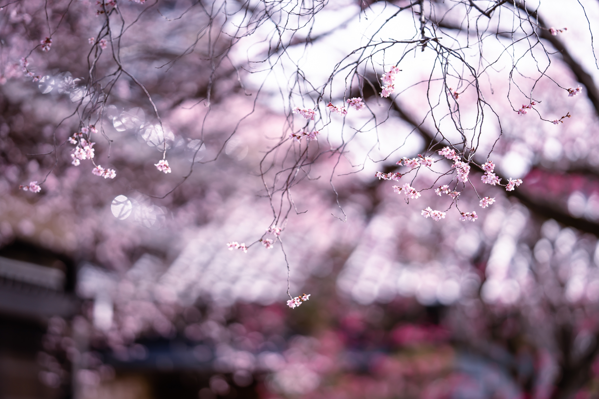 f:id:Paradisia:20220316162601j:plain