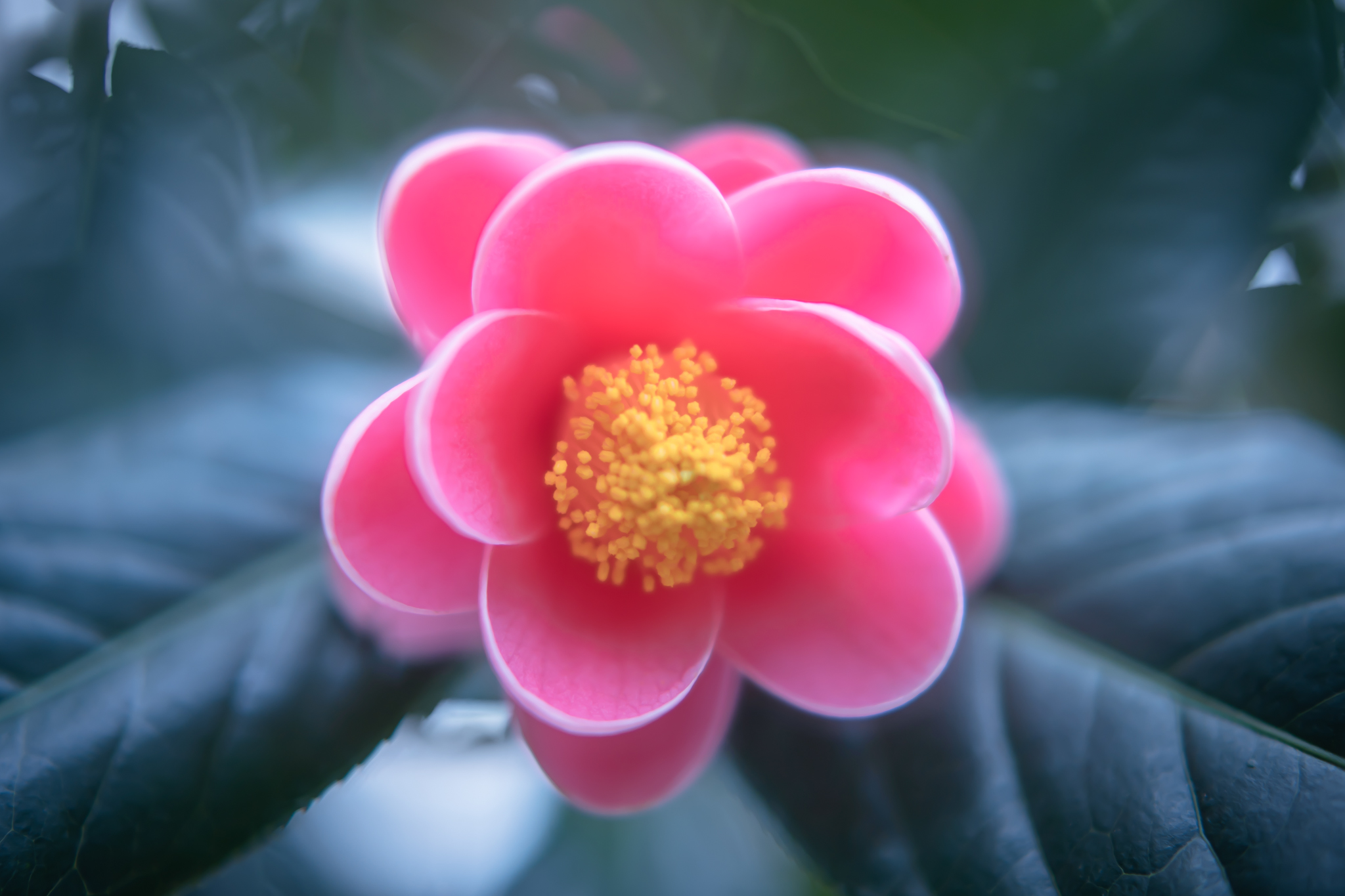 f:id:Paradisia:20220319153931j:plain