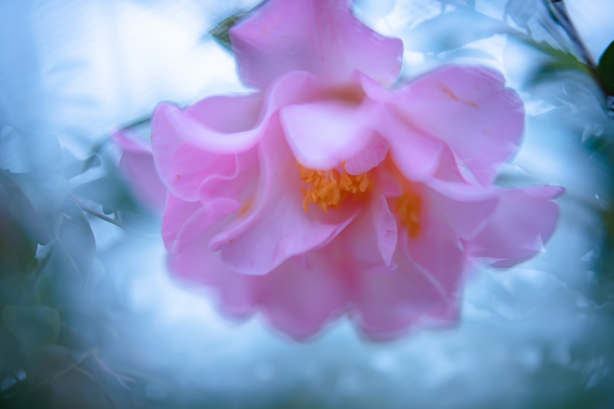 f:id:Paradisia:20220319154115j:plain