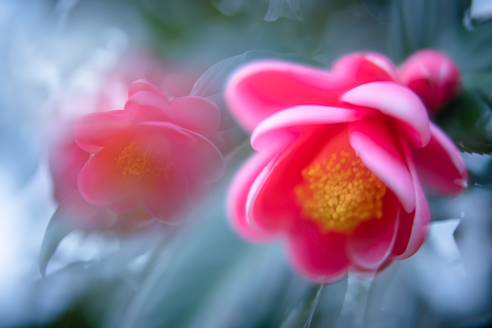 f:id:Paradisia:20220319154408j:plain