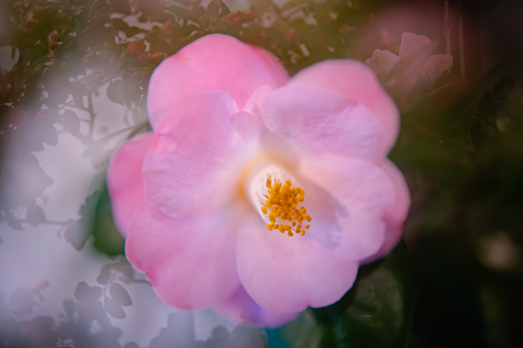 f:id:Paradisia:20220319155031j:plain