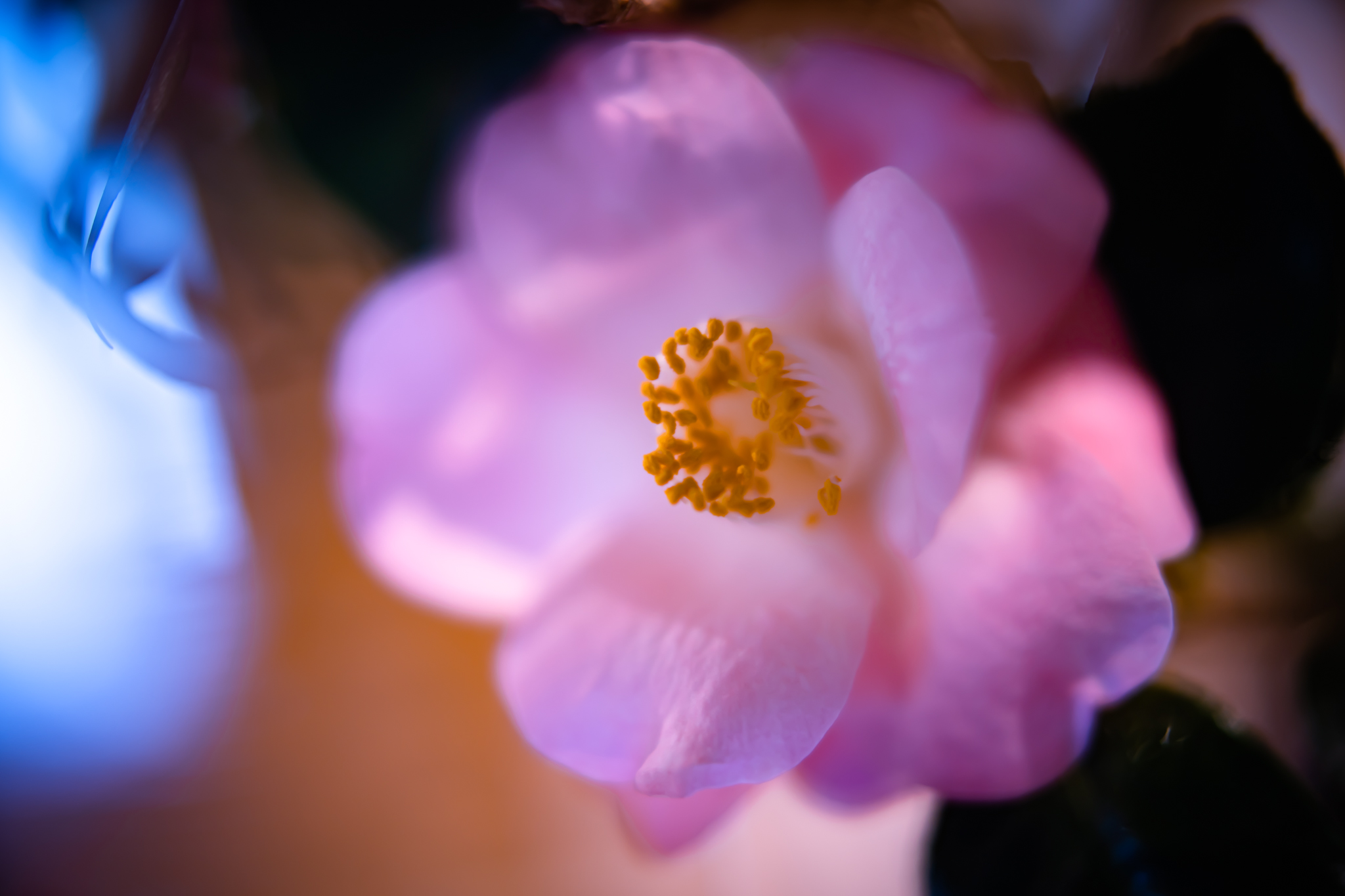 f:id:Paradisia:20220319163547j:plain