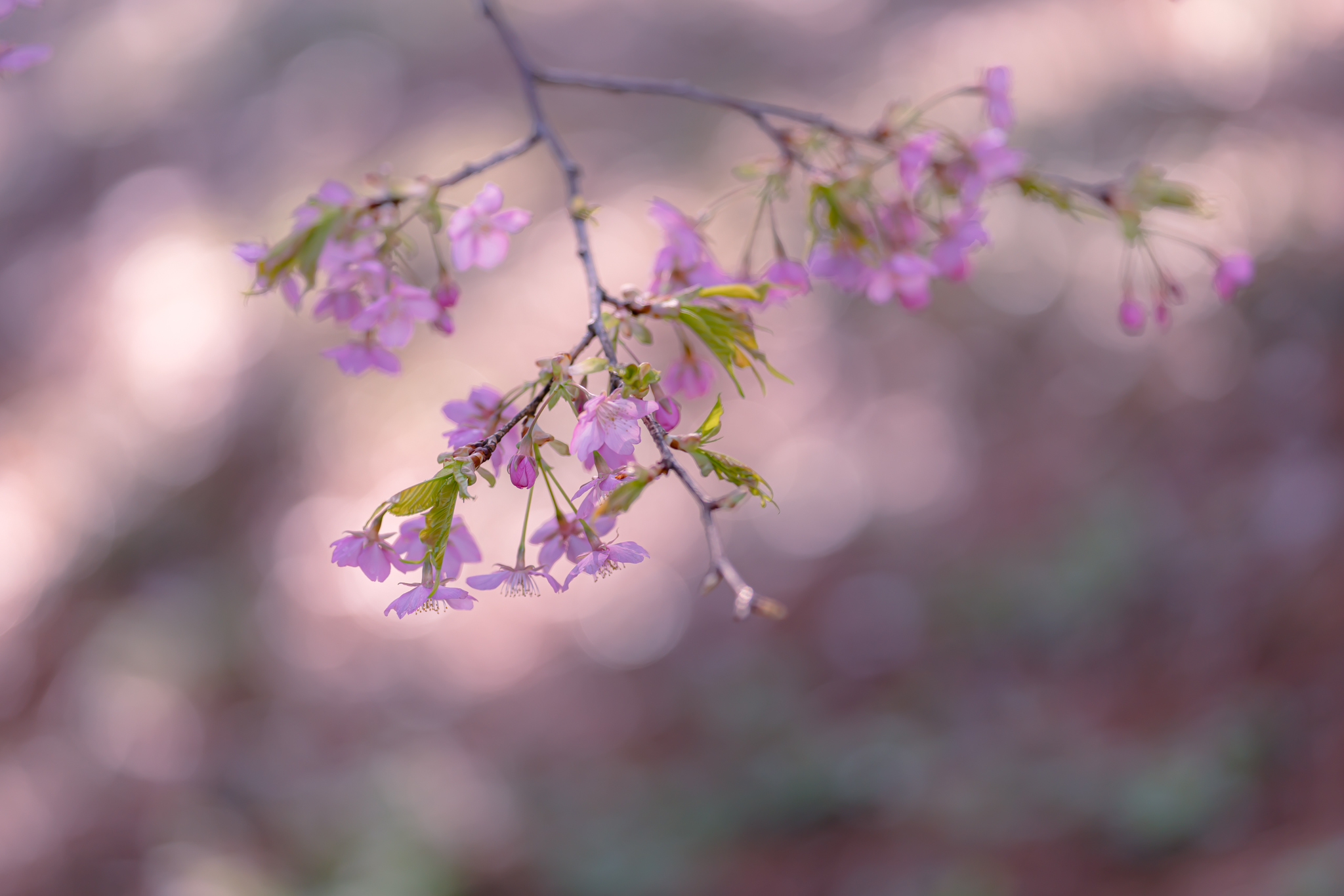 f:id:Paradisia:20220324143958j:plain