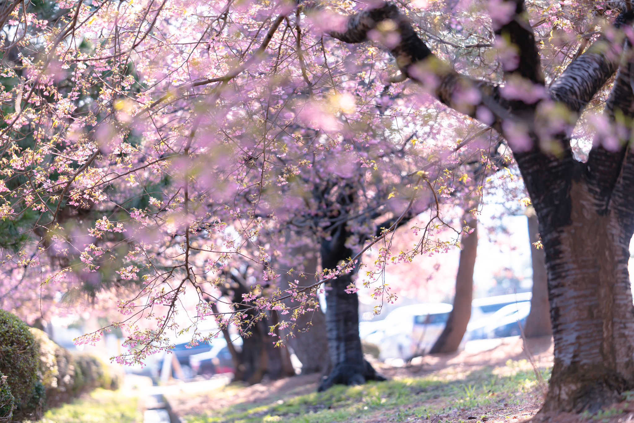 f:id:Paradisia:20220324144025j:plain