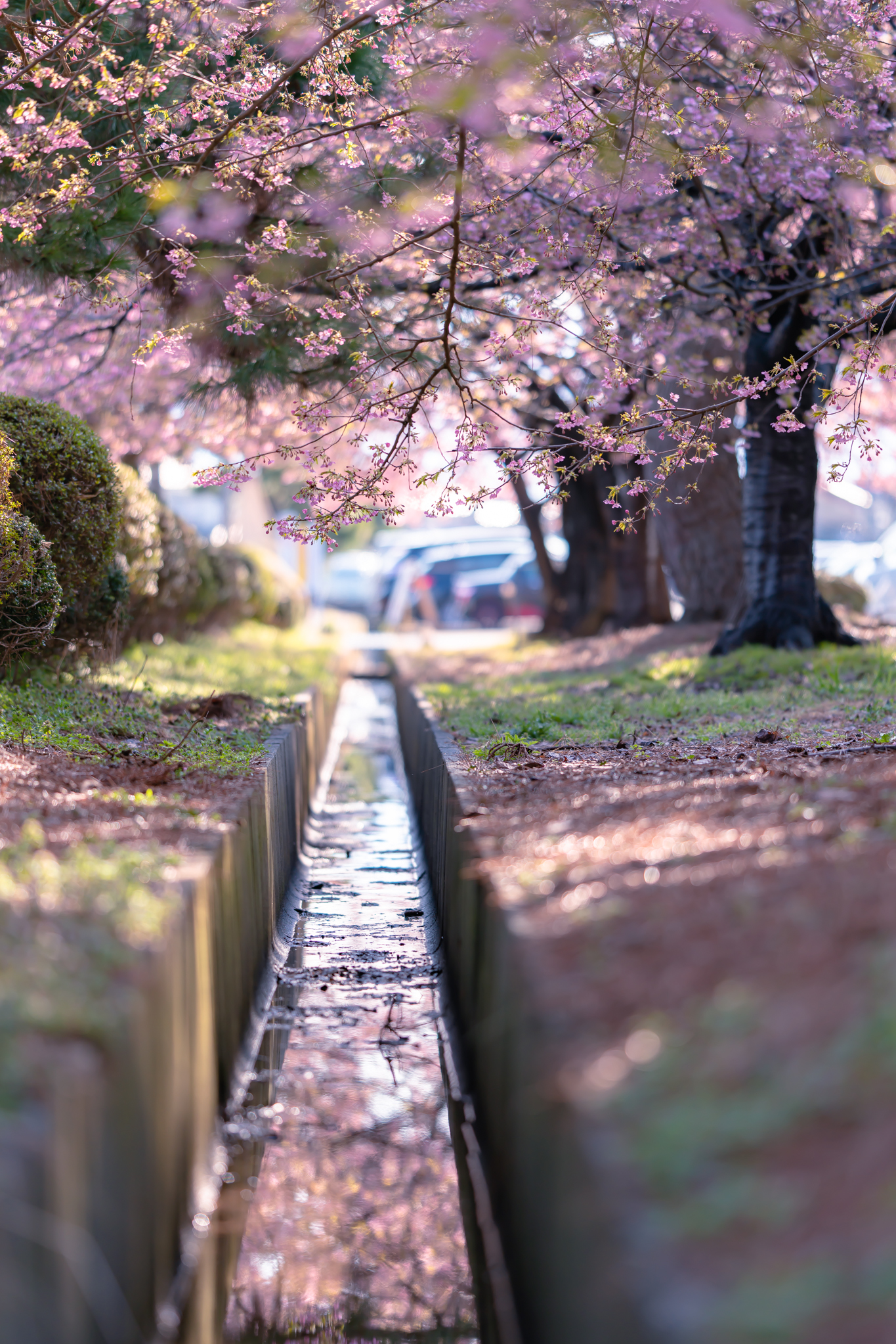 f:id:Paradisia:20220324144215j:plain