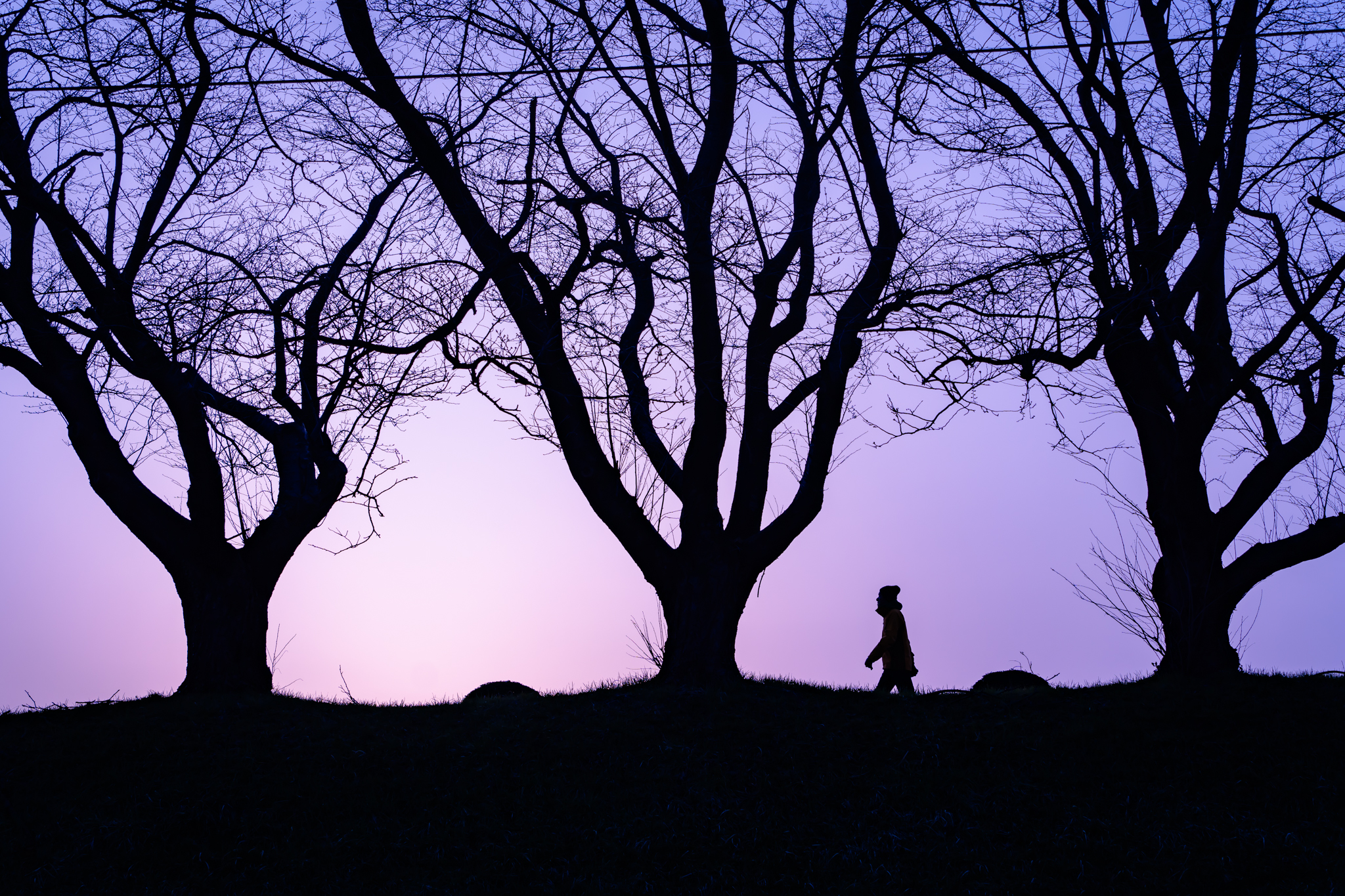 f:id:Paradisia:20220325172954j:plain